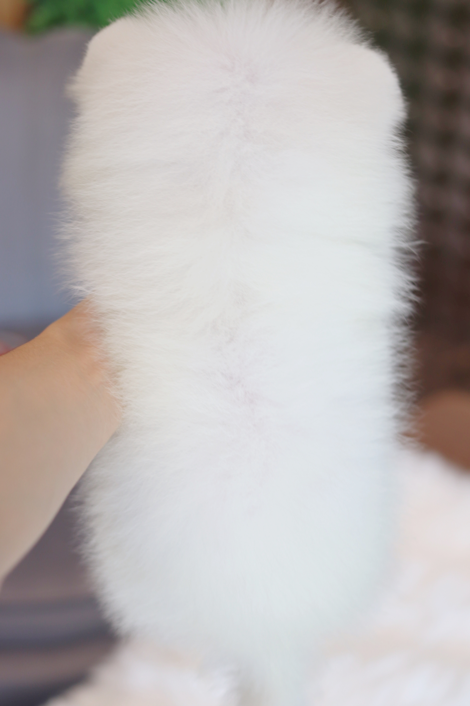 ปอมเมอเรเนียน เพศเมียสีขาวครีม