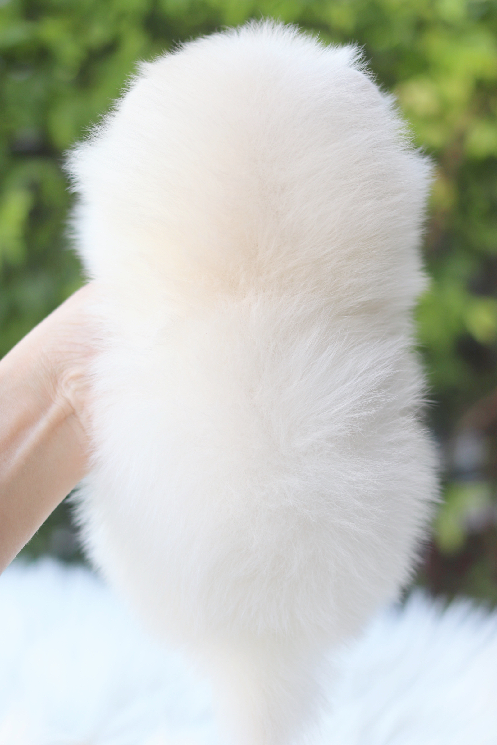 ปอมเมอเรเนียน เพศผู้สีขาวครีม