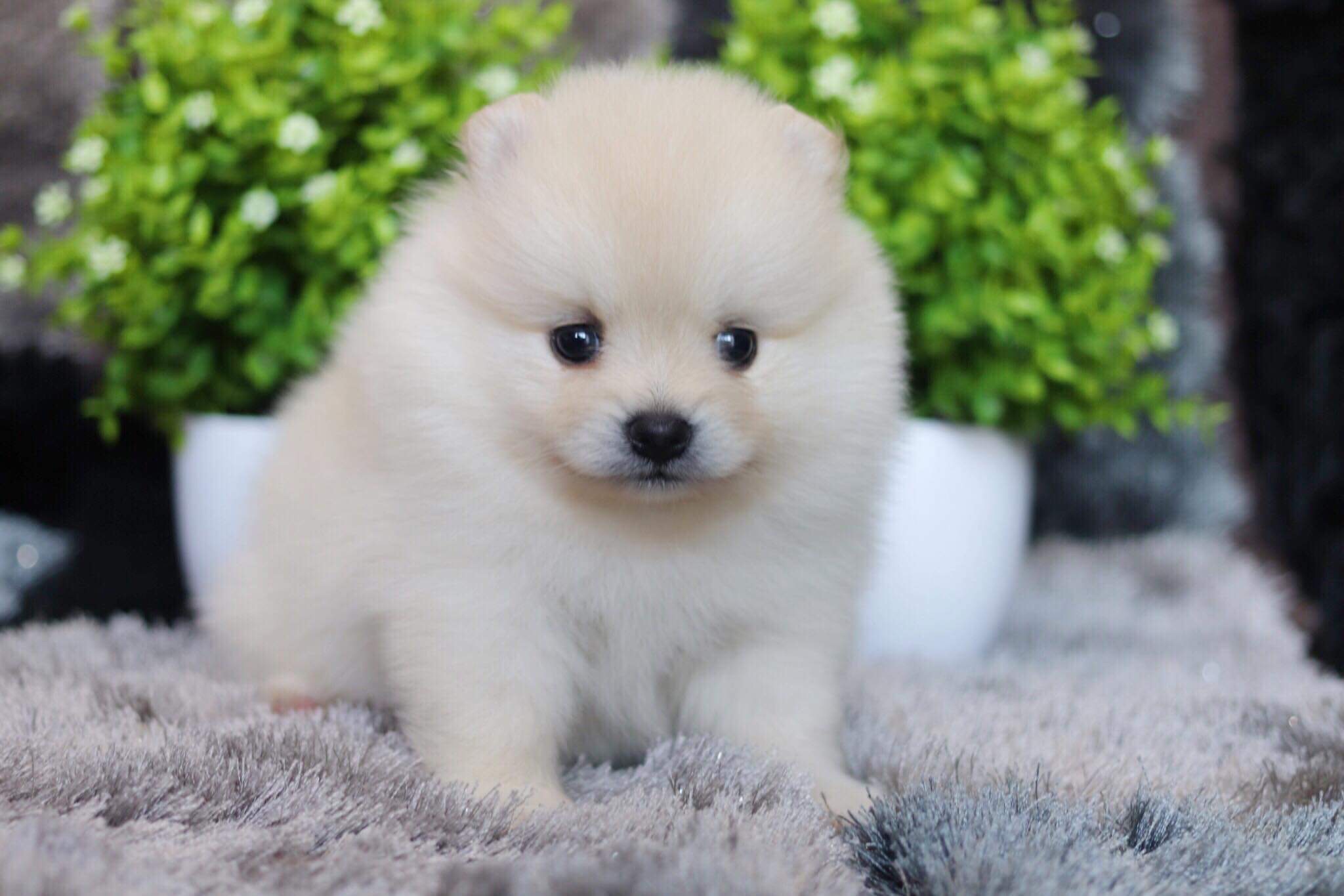 ปอมเมอเรเนียน เพศผู้