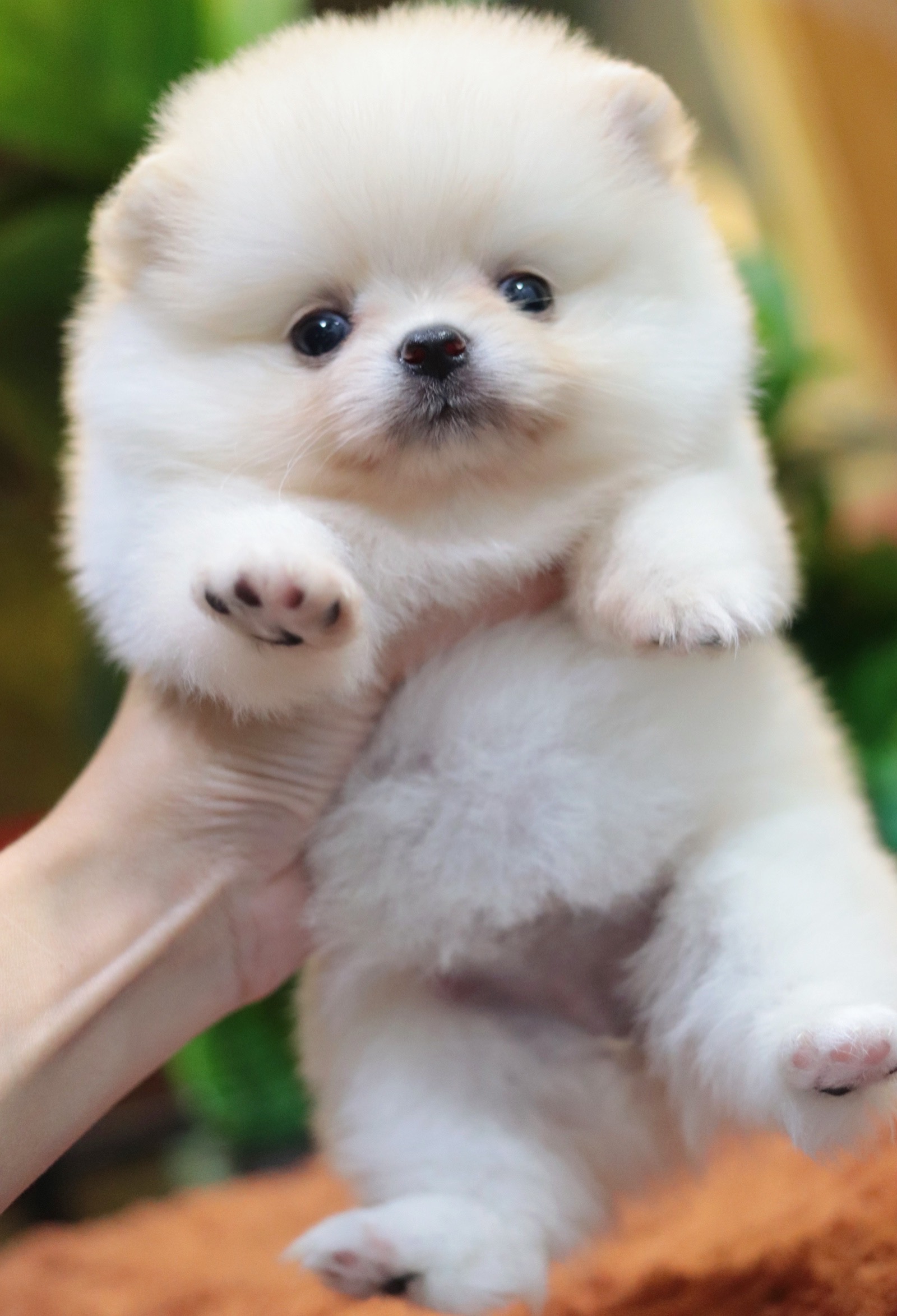 ปอมเมอเรเนียน เพศเมีย ทีคัพขาวครีม