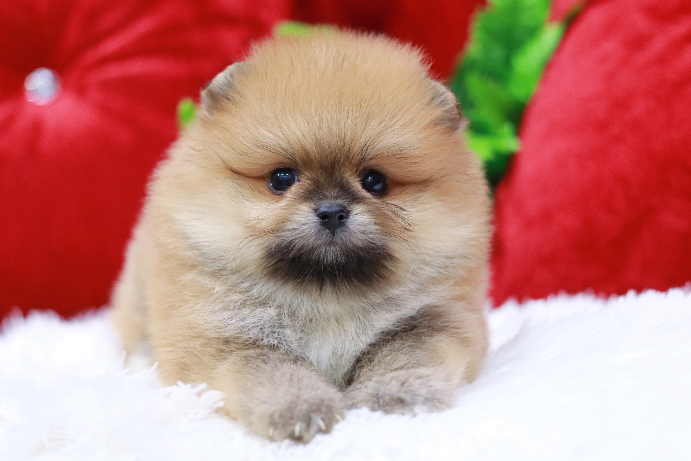 ปอมเมอเรเนียน เพศผู้ สีส้มหน้าตุ๊กตา