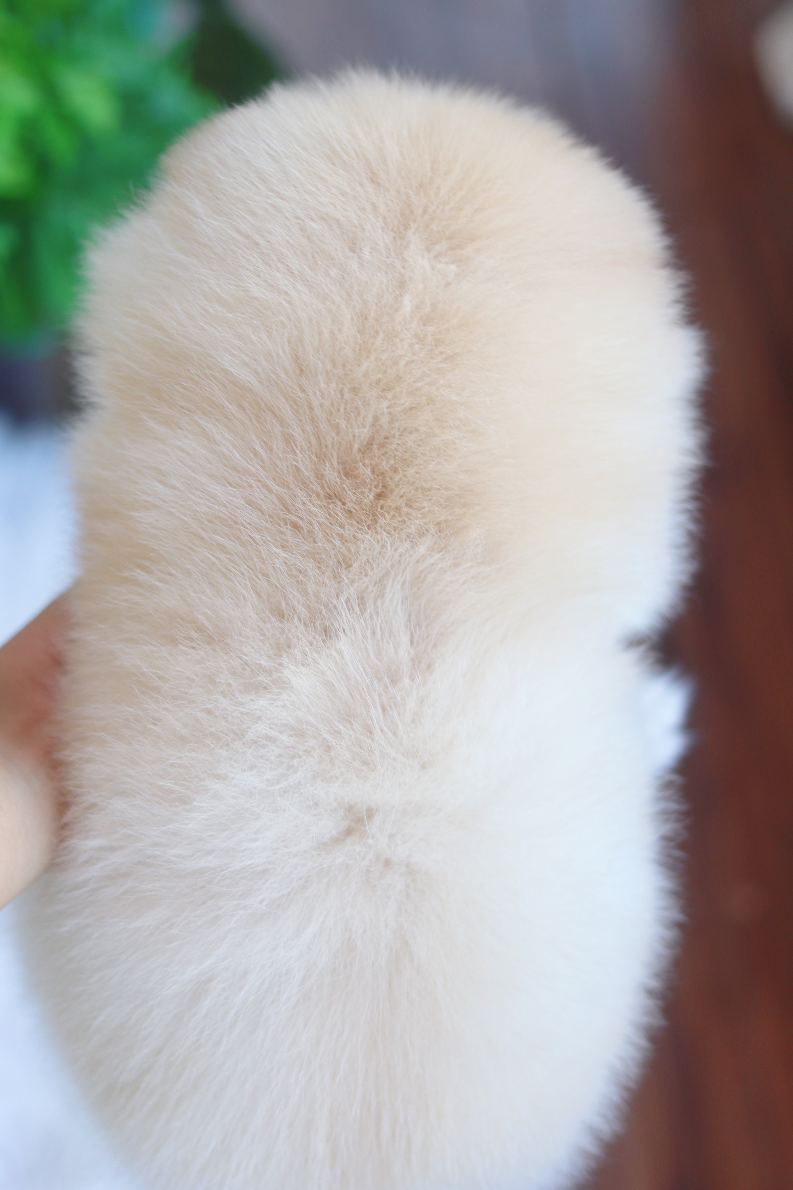 ปอมเมอเรเนียน เพศผู้ขาวครีม