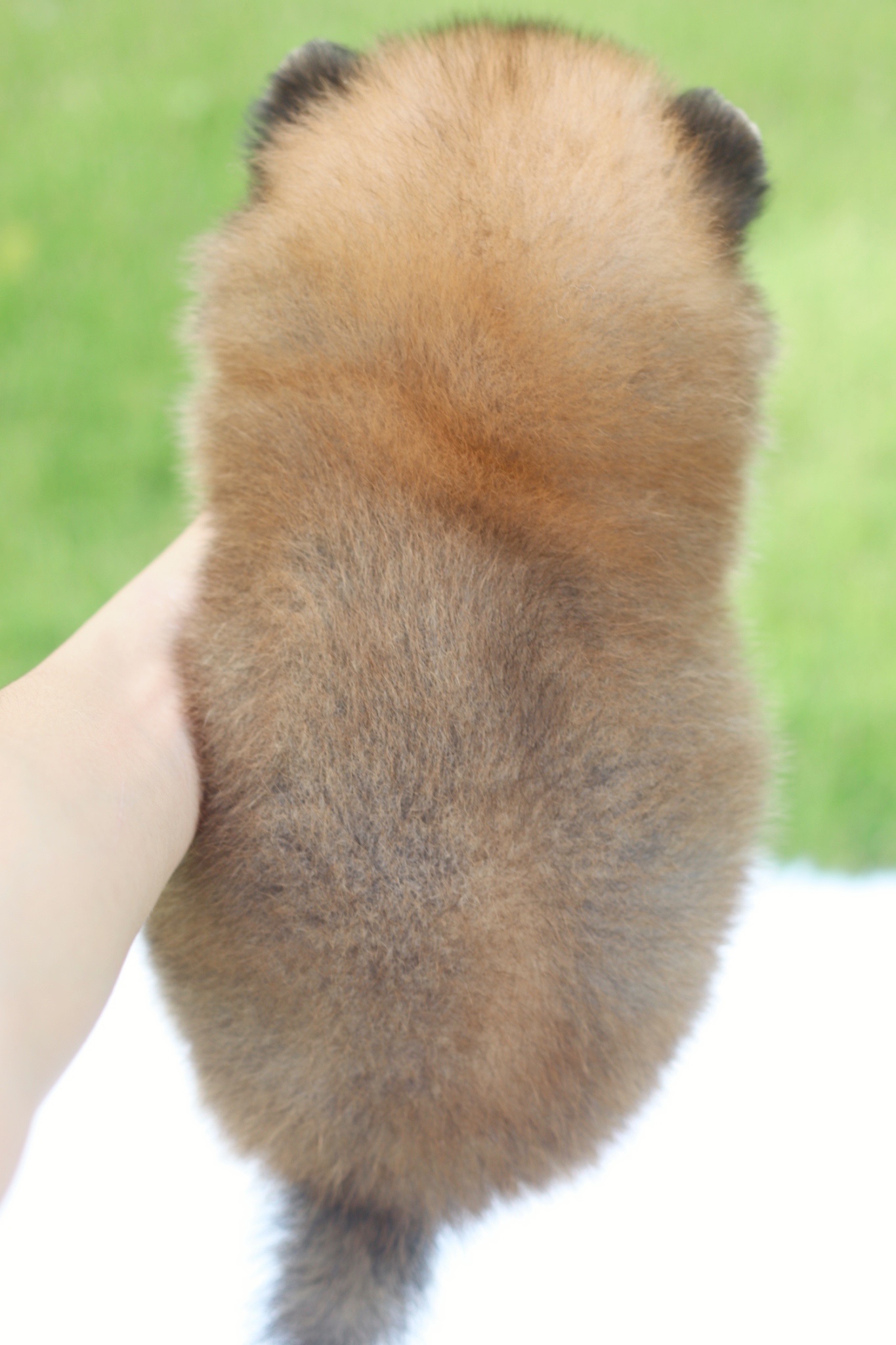 ปอมเมอเรเนียน เพศเมียสีส้ม