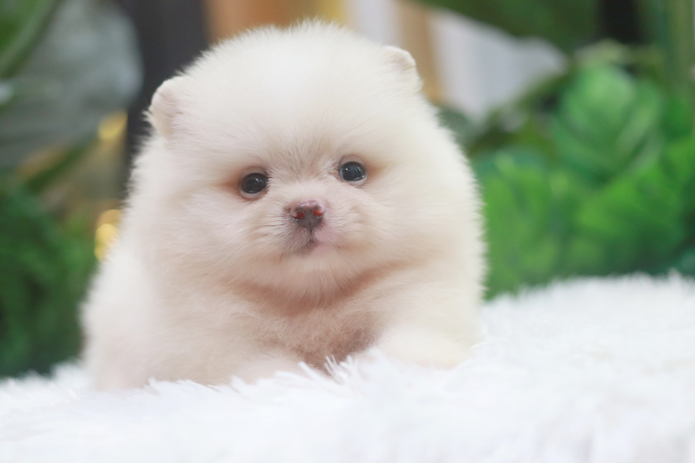 ปอมเมอเรเนียน เพศผู้ขาวครีมหน้าตุ๊กตา