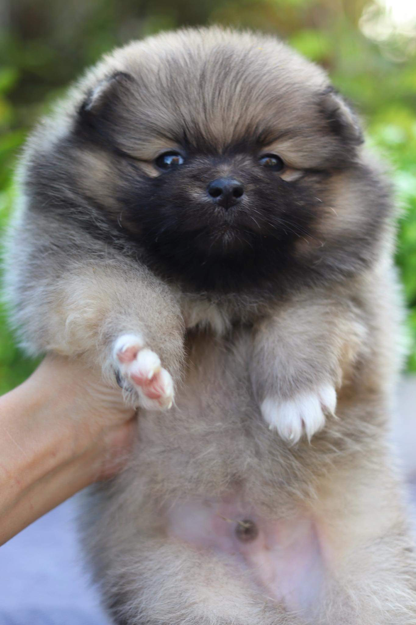 ปอมเมอเรเนียน เพศผู้