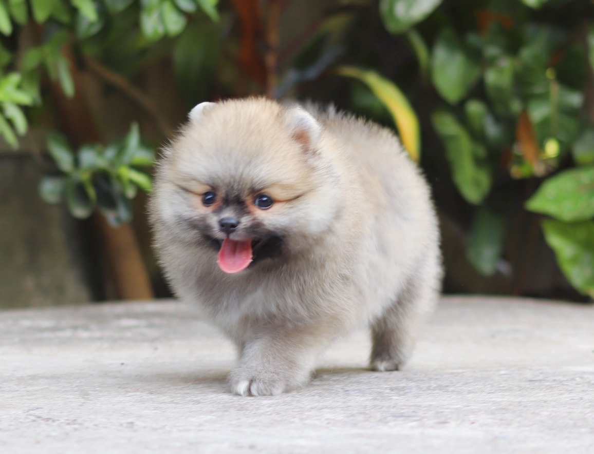 ปอมเมอเรเนียน เพศเมียสีส้ม