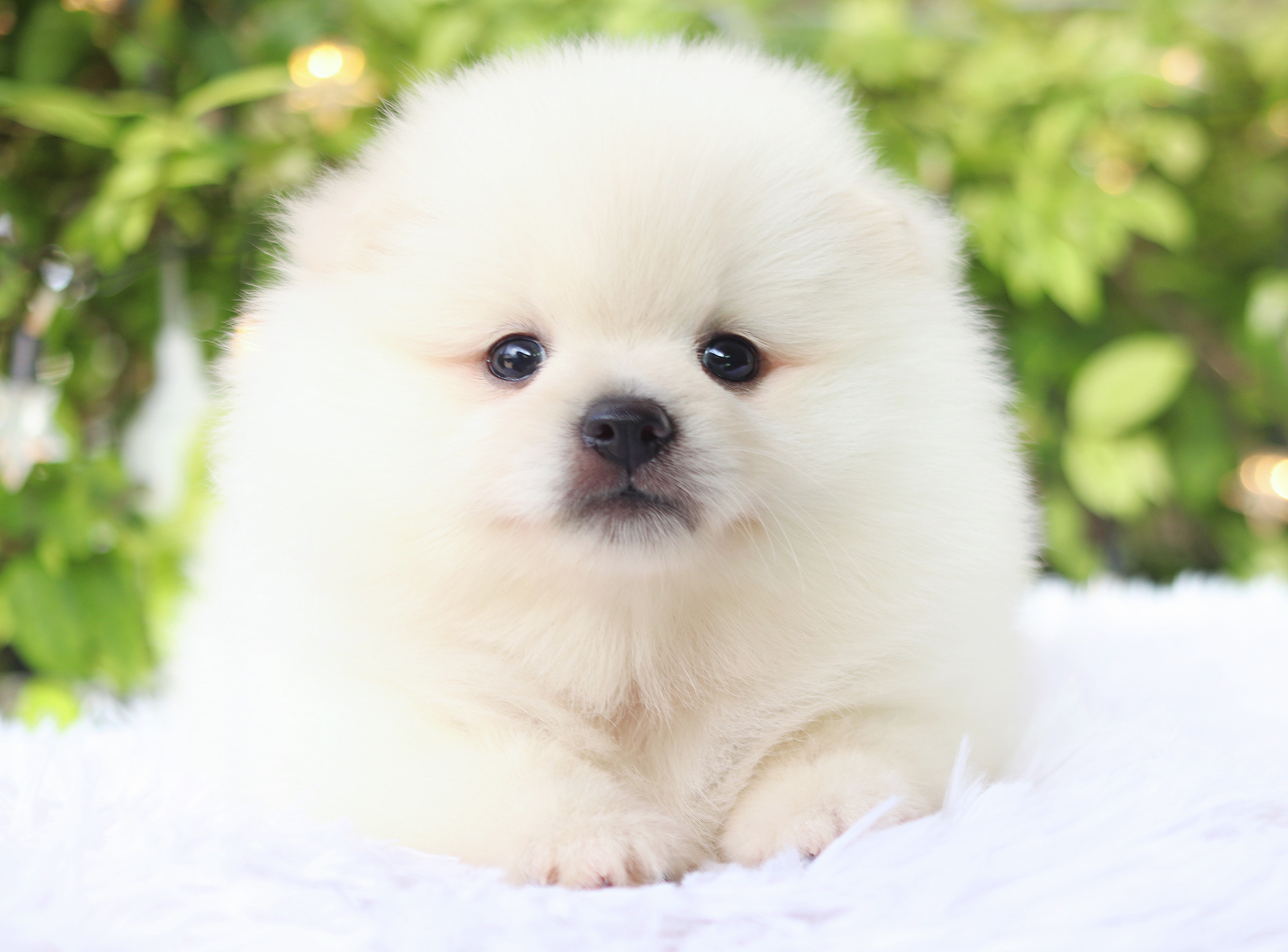 ปอมเมอเรเนียน เพศผู้สีขาวครีม