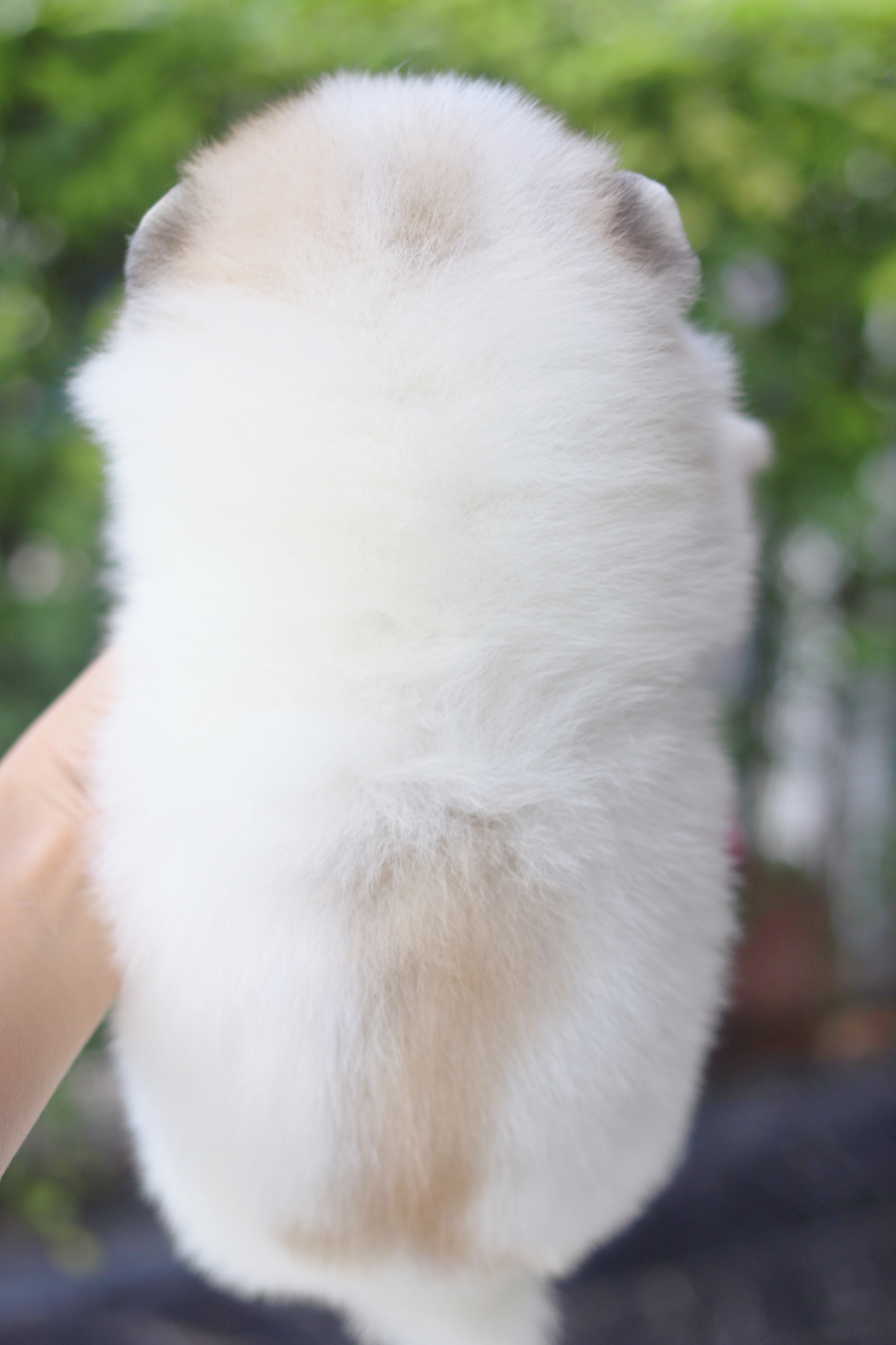 ปอมเมอเรเนียน เพศผู้สีแฟนซี