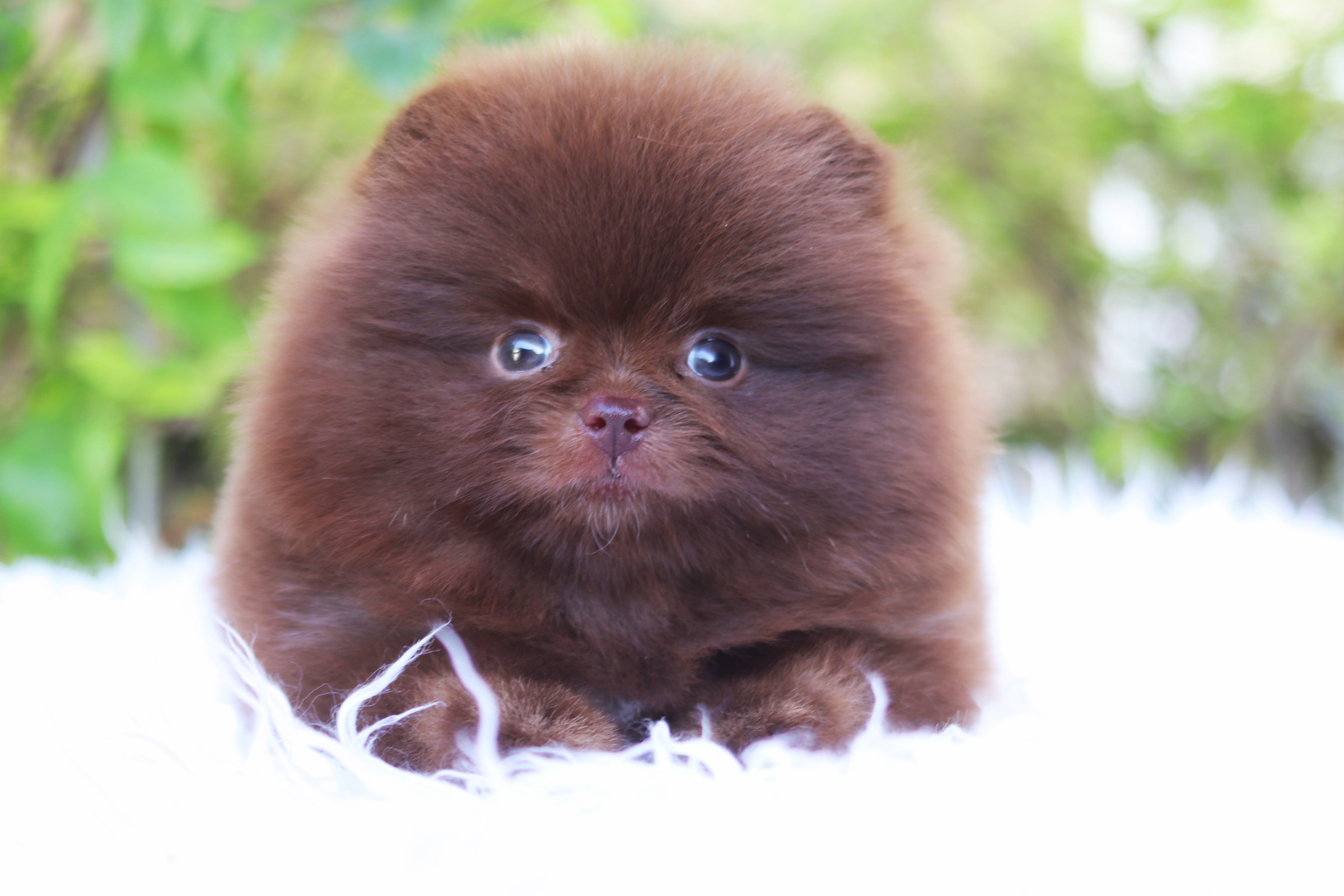 ปอมเมอเรเนียน เพศเมียสีช็อค