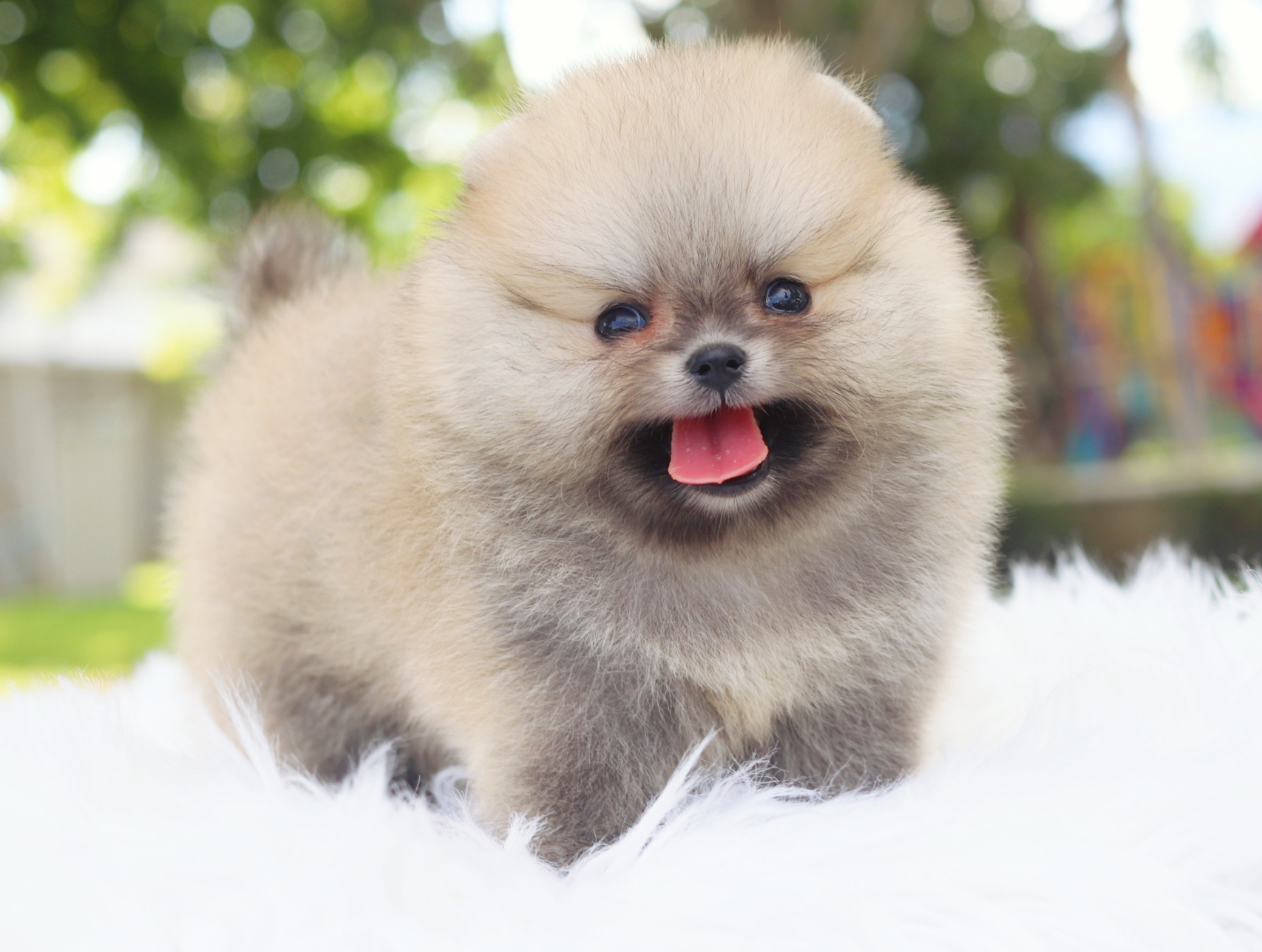 ปอมเมอเรเนียน เพศเมียสีส้มเกรดโชว์