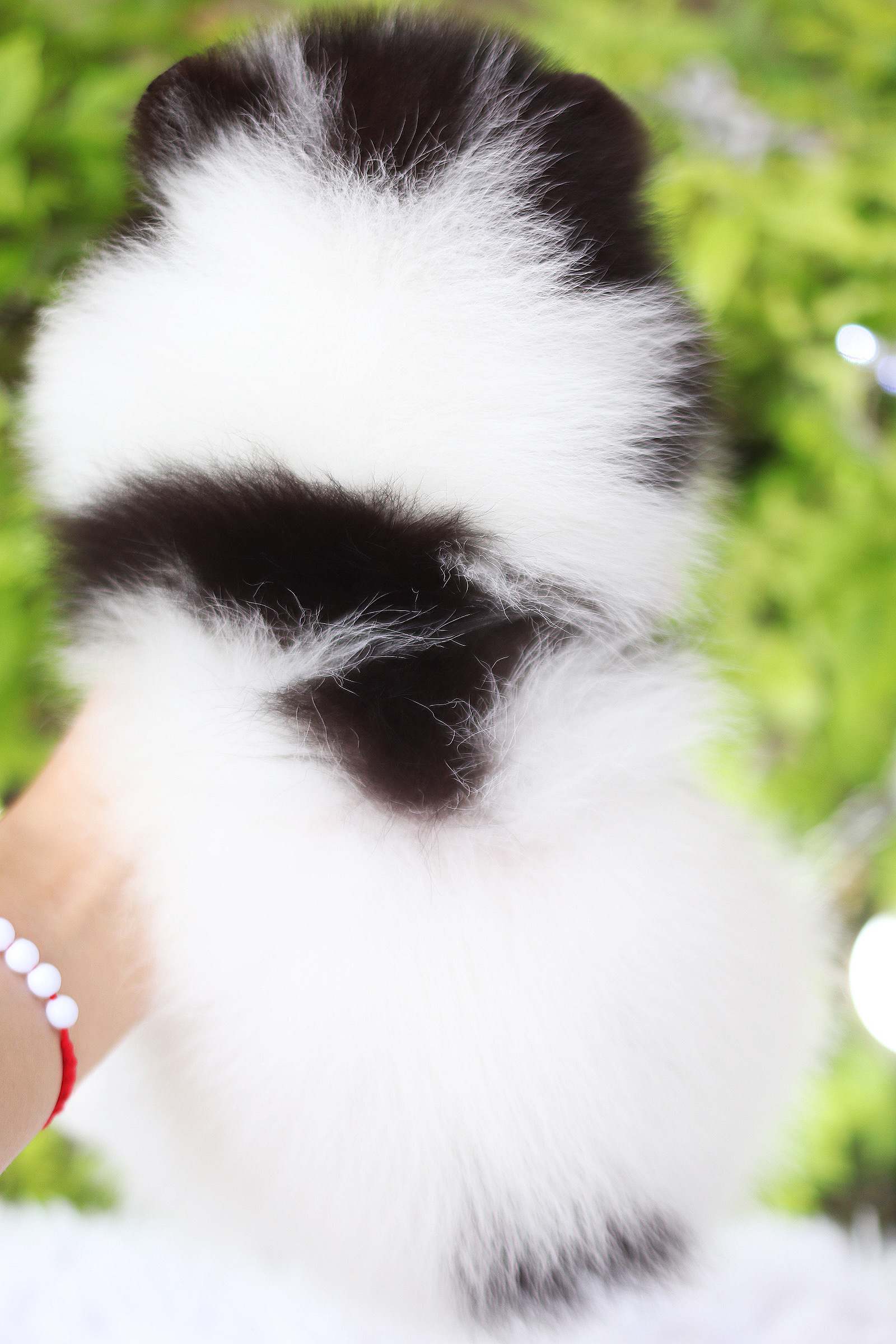 ปอมเมอเรเนียน เพศเมียสีแฟนซี