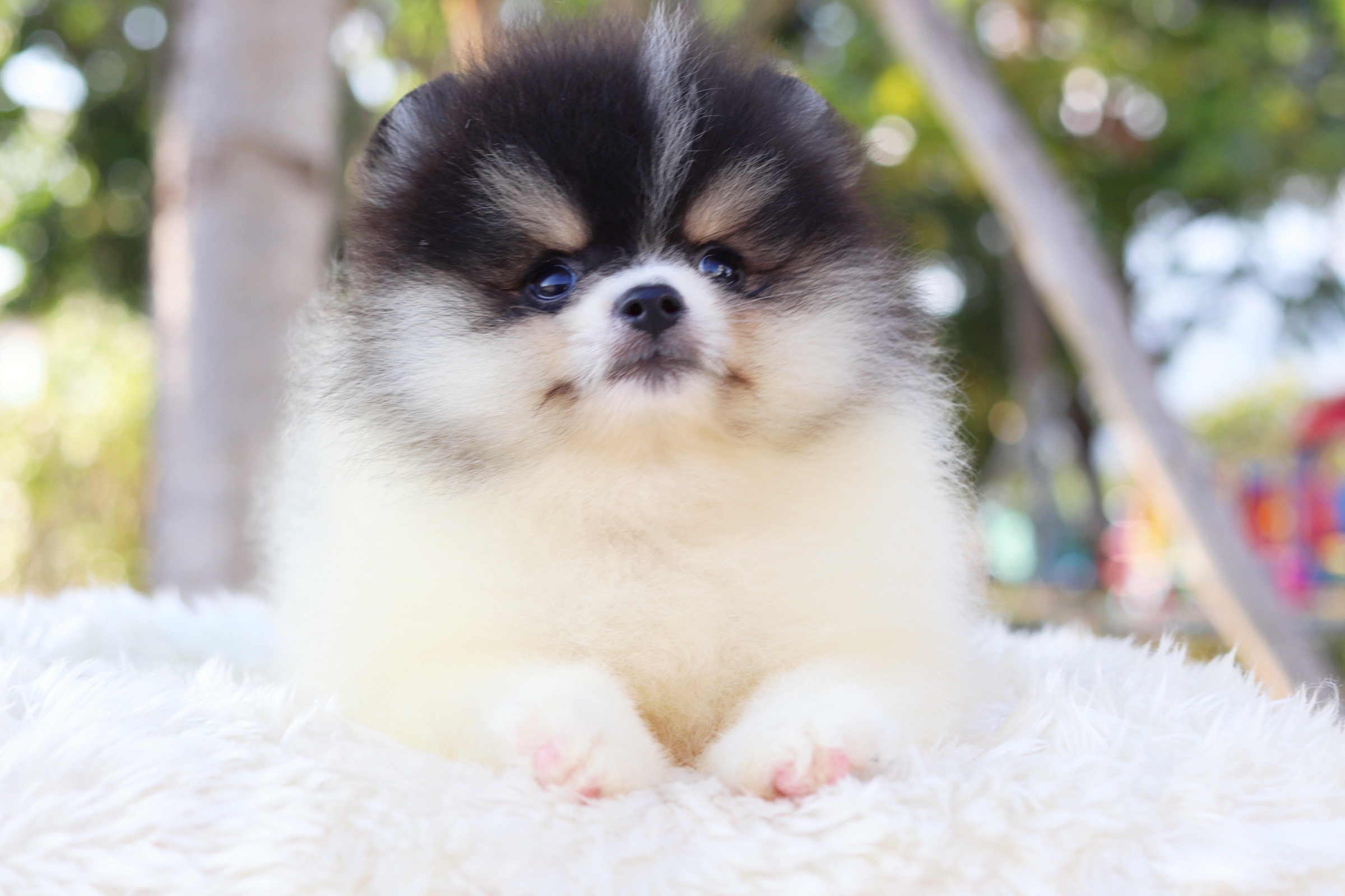 ปอมเมอเรเนียน เพศผู้ สีไตรคัลเลอร์