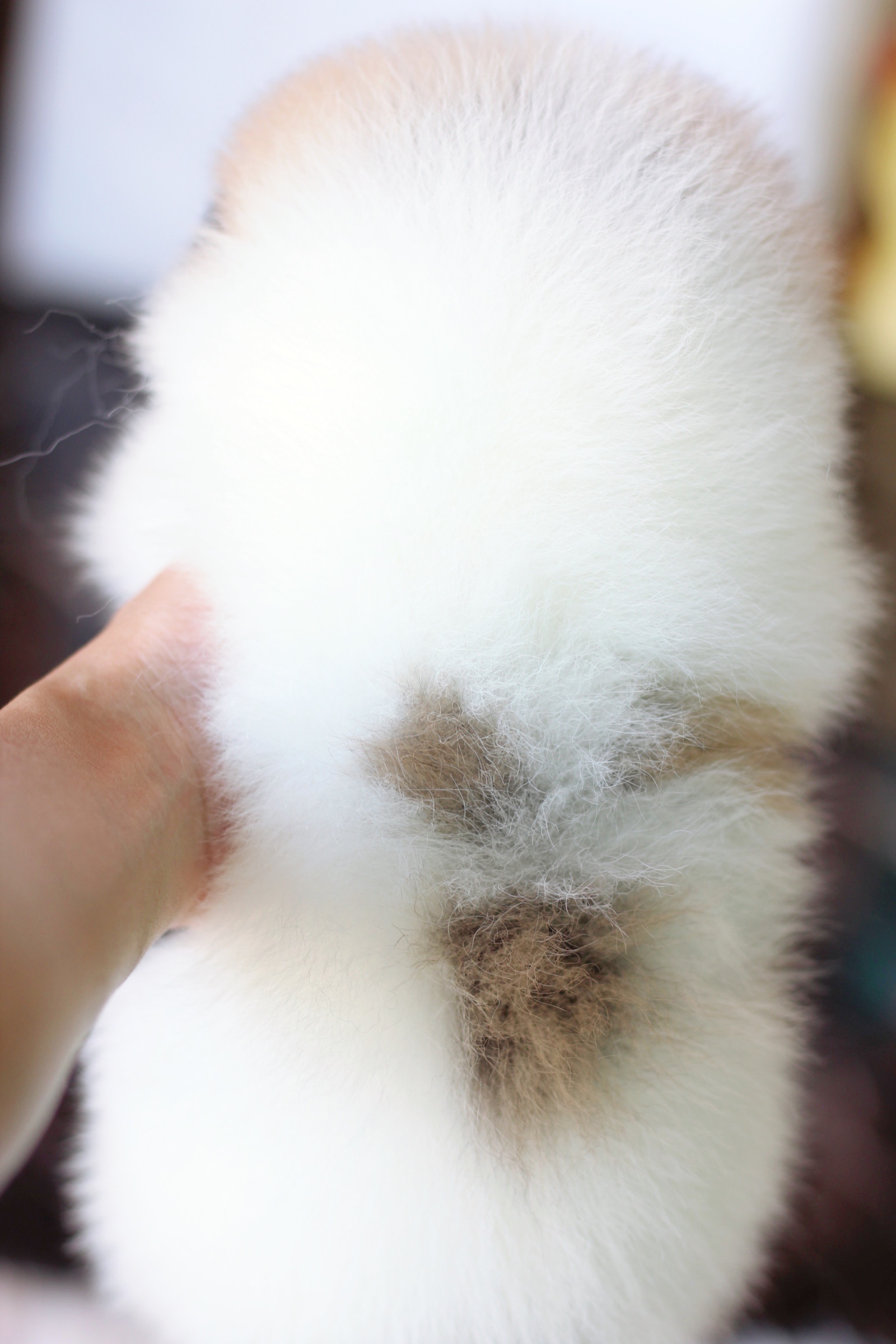 ปอมเมอเรเนียน เพศผู้ สีแฟนซีเกรดโชว์