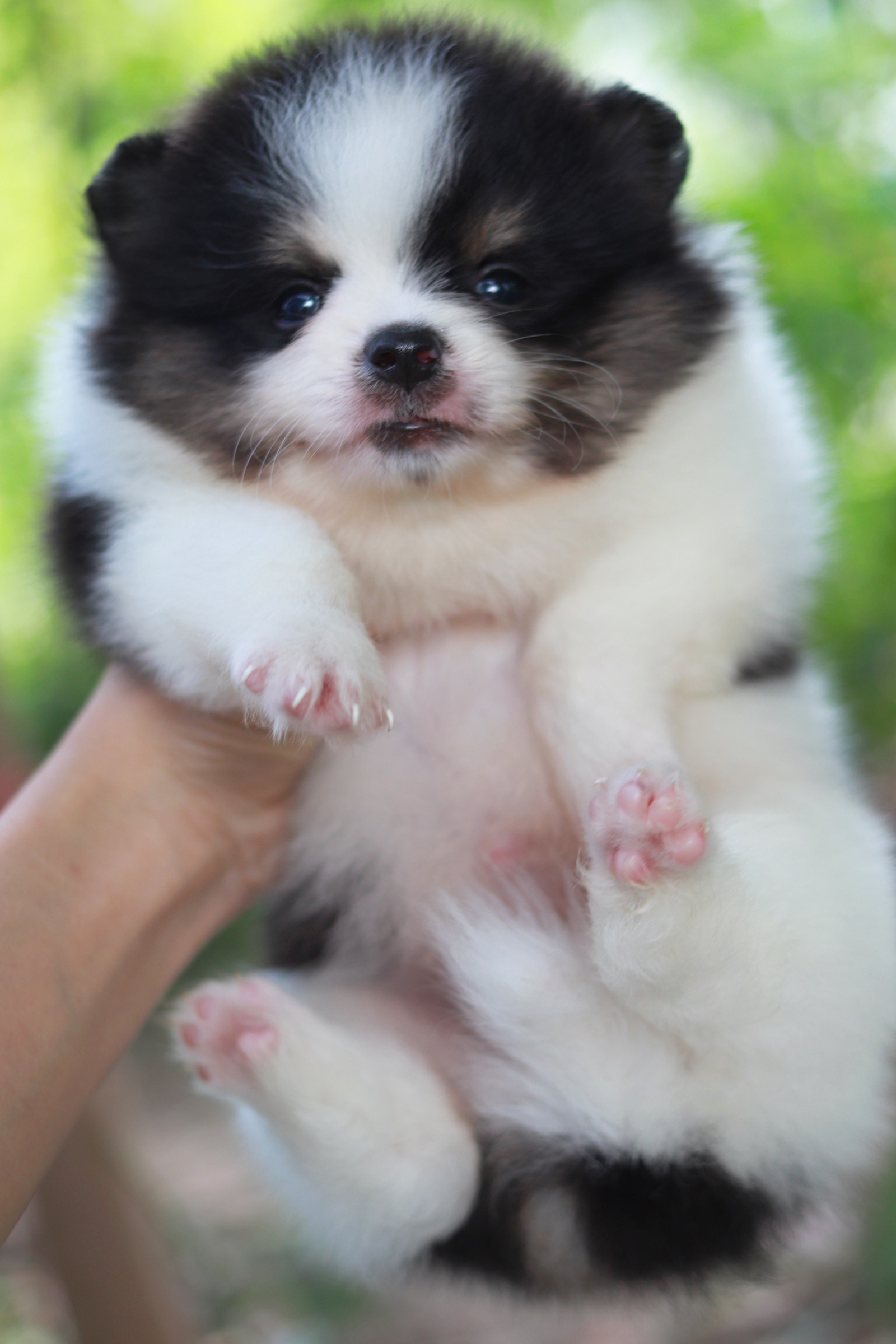 ปอมเมอเรเนียน เพศผู้ สีไตรคัลเลอร์ หน้าฟ็อก ขนแน่น