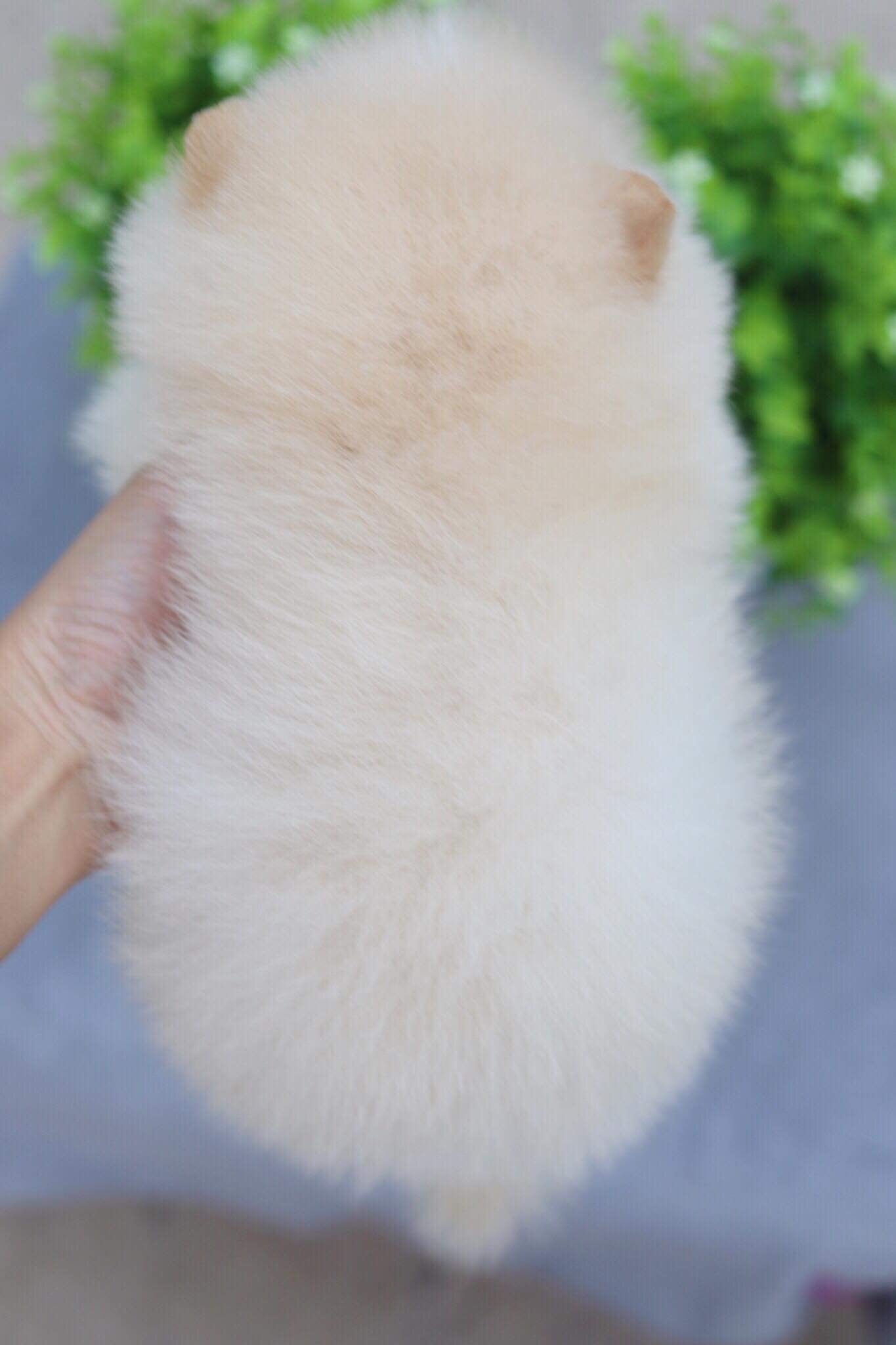 ปอมเมอเรเนียน เพศผู้