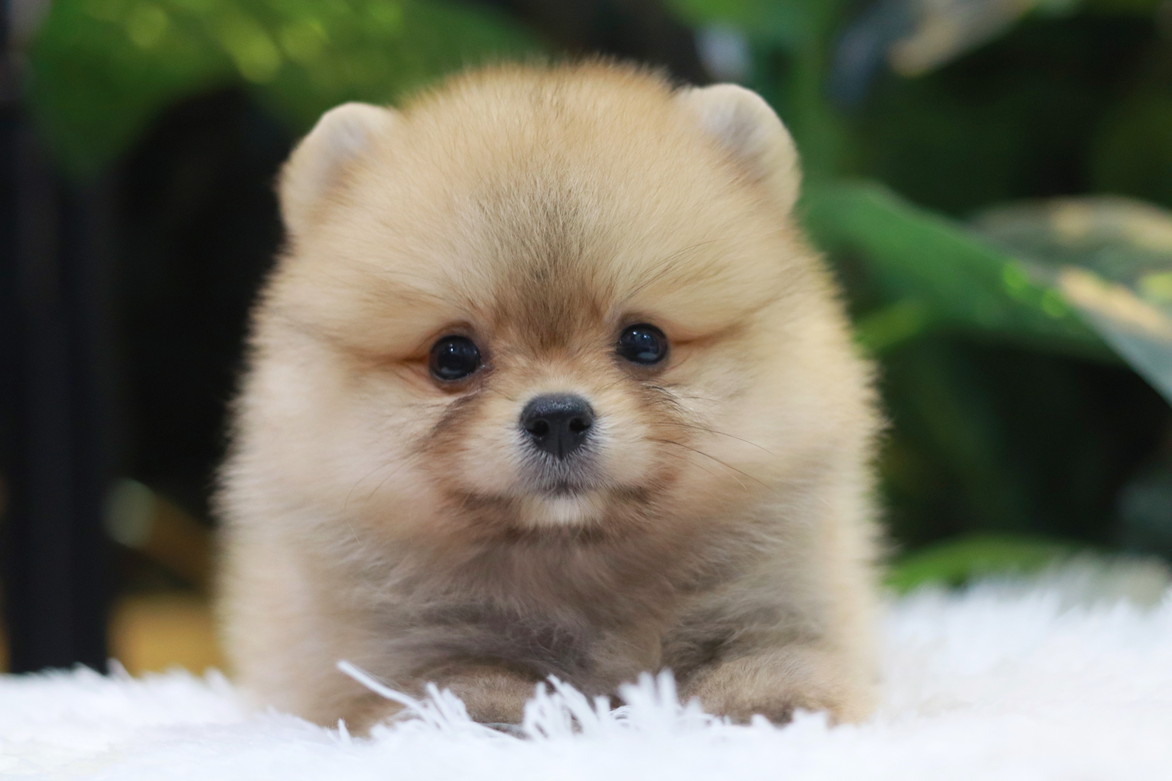 ปอมเมอเรเนียน เพศเมีย สีส้ม