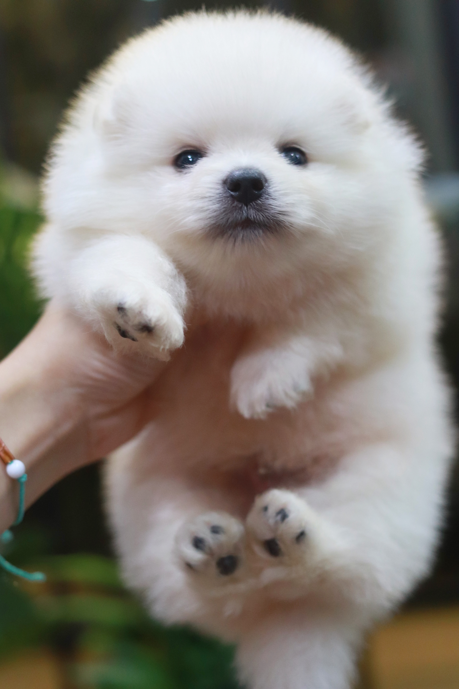 ปอมเมอเรเนียน เพศผู้