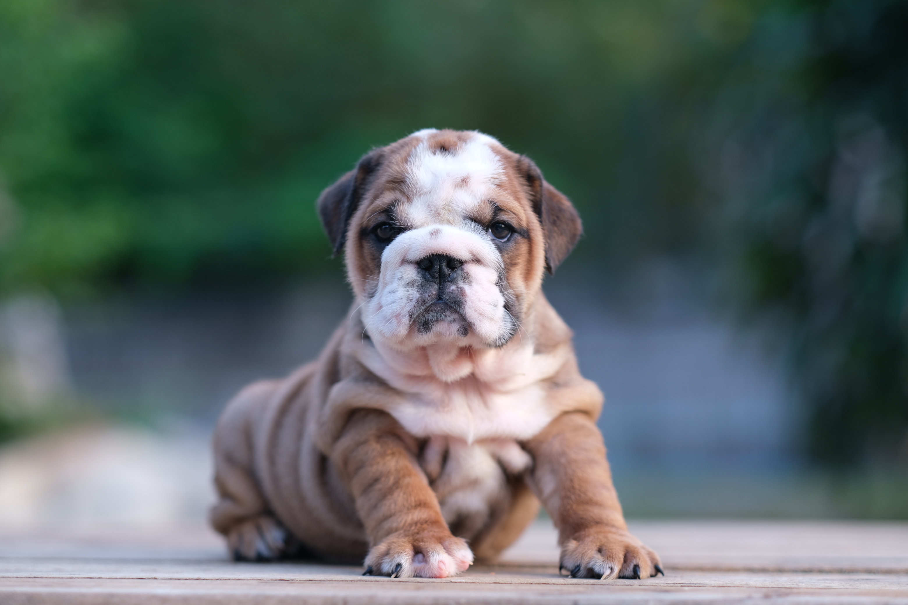 สาวน้อยหมูอ้วน English Bulldog หน้าย่นๆ ยับๆ สายเลือดแชมป์ ราคาไม่แพง สนใจติดต่อได้ค่า