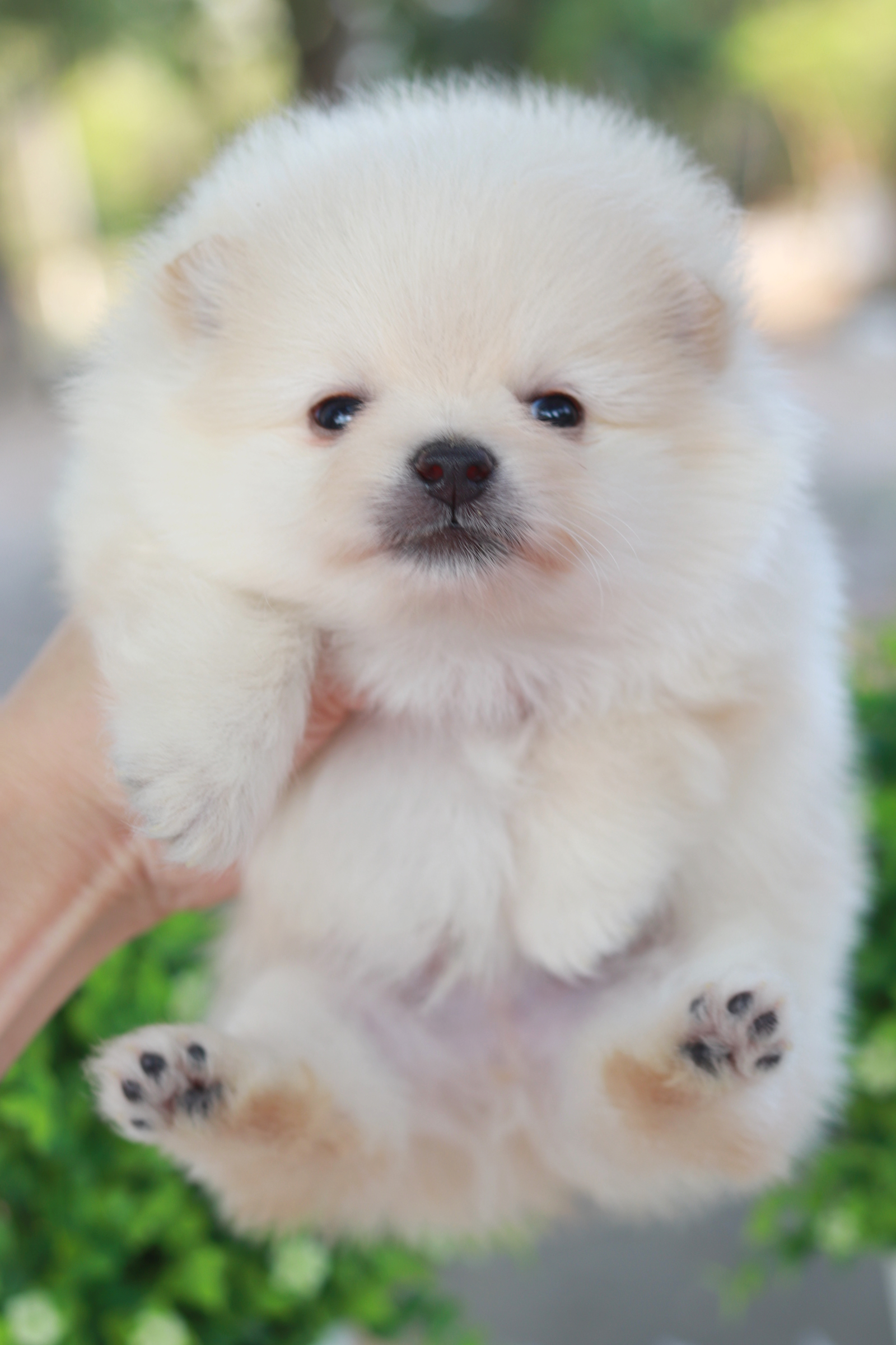 ปอมเมอเรเนียน เพศผู้