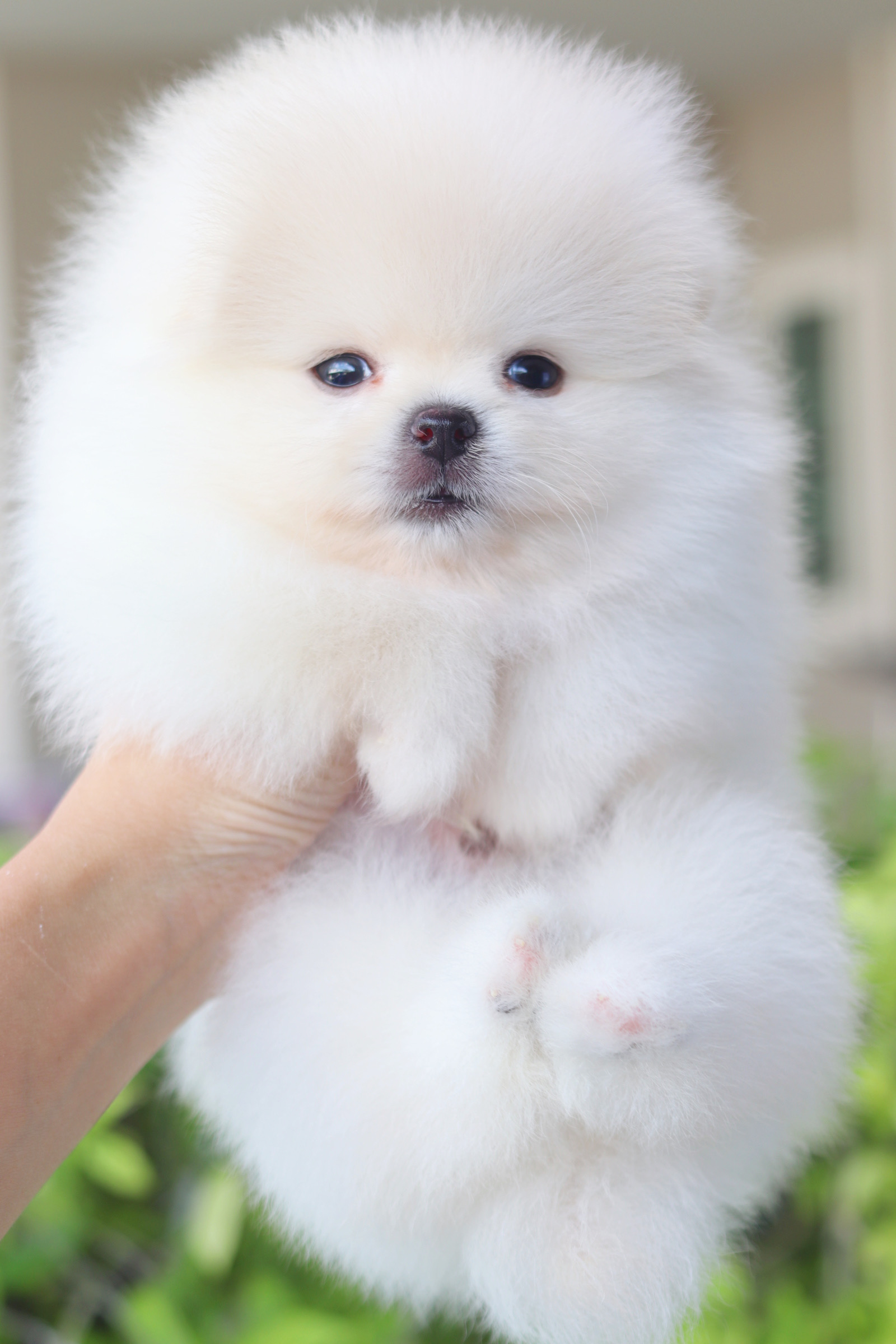 ปอมเมอเรเนียน เพศผู้สีขาวครีม เกรดโชว์