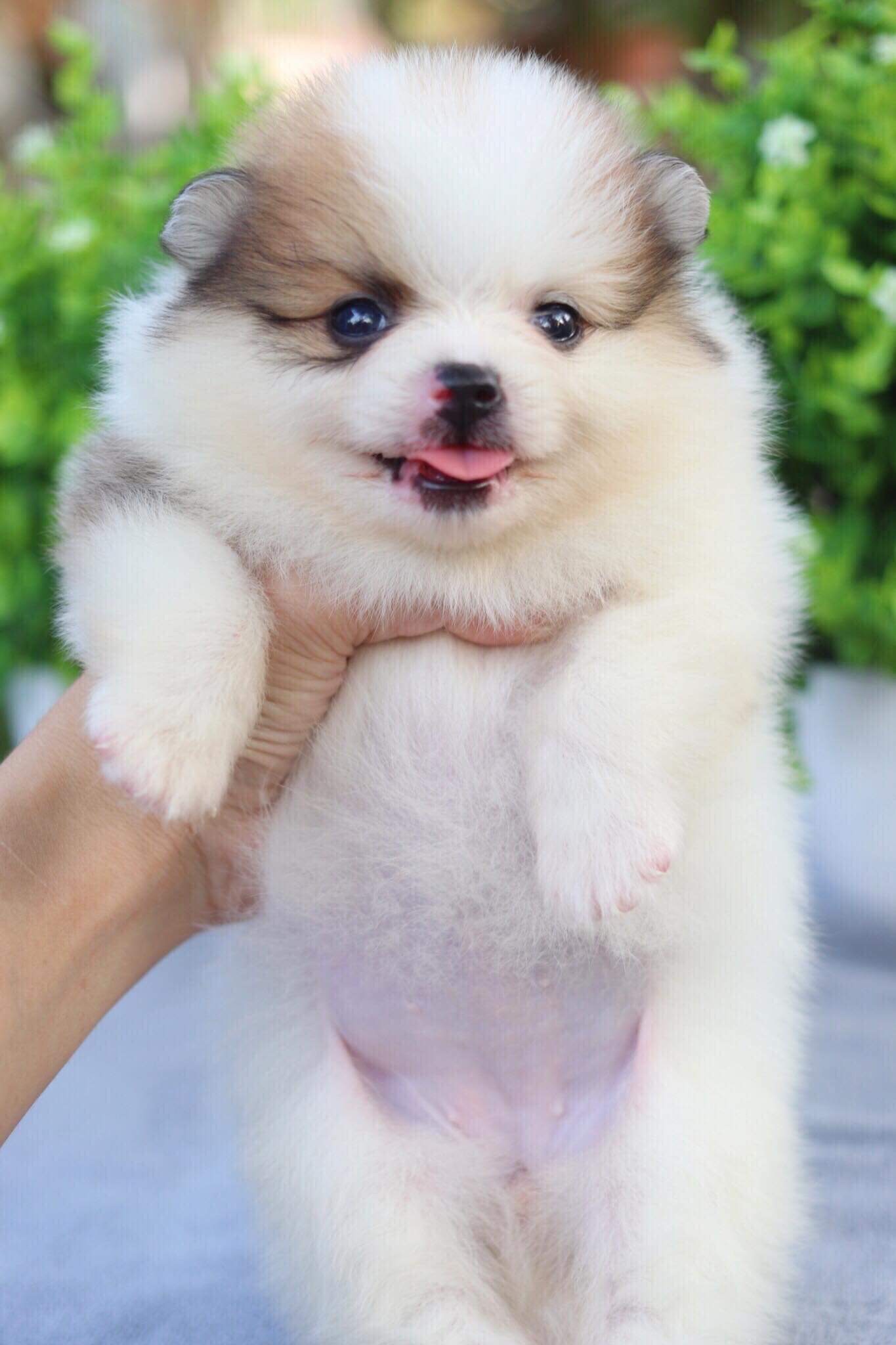 ปอมเมอเรเนียน เพศเมีย