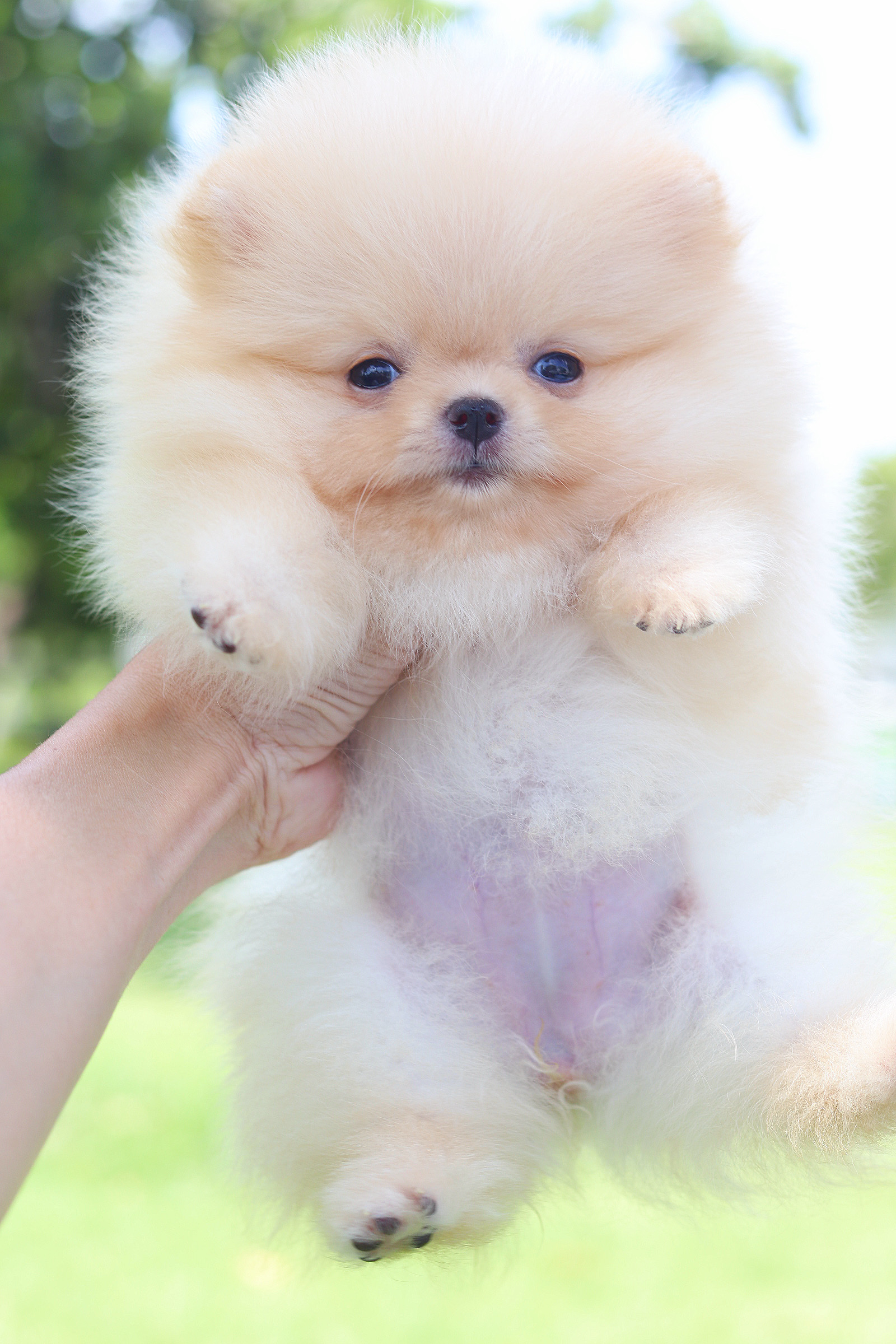 ปอมเมอเรเนียน เพศเมียสีครีม เกรดโชว์