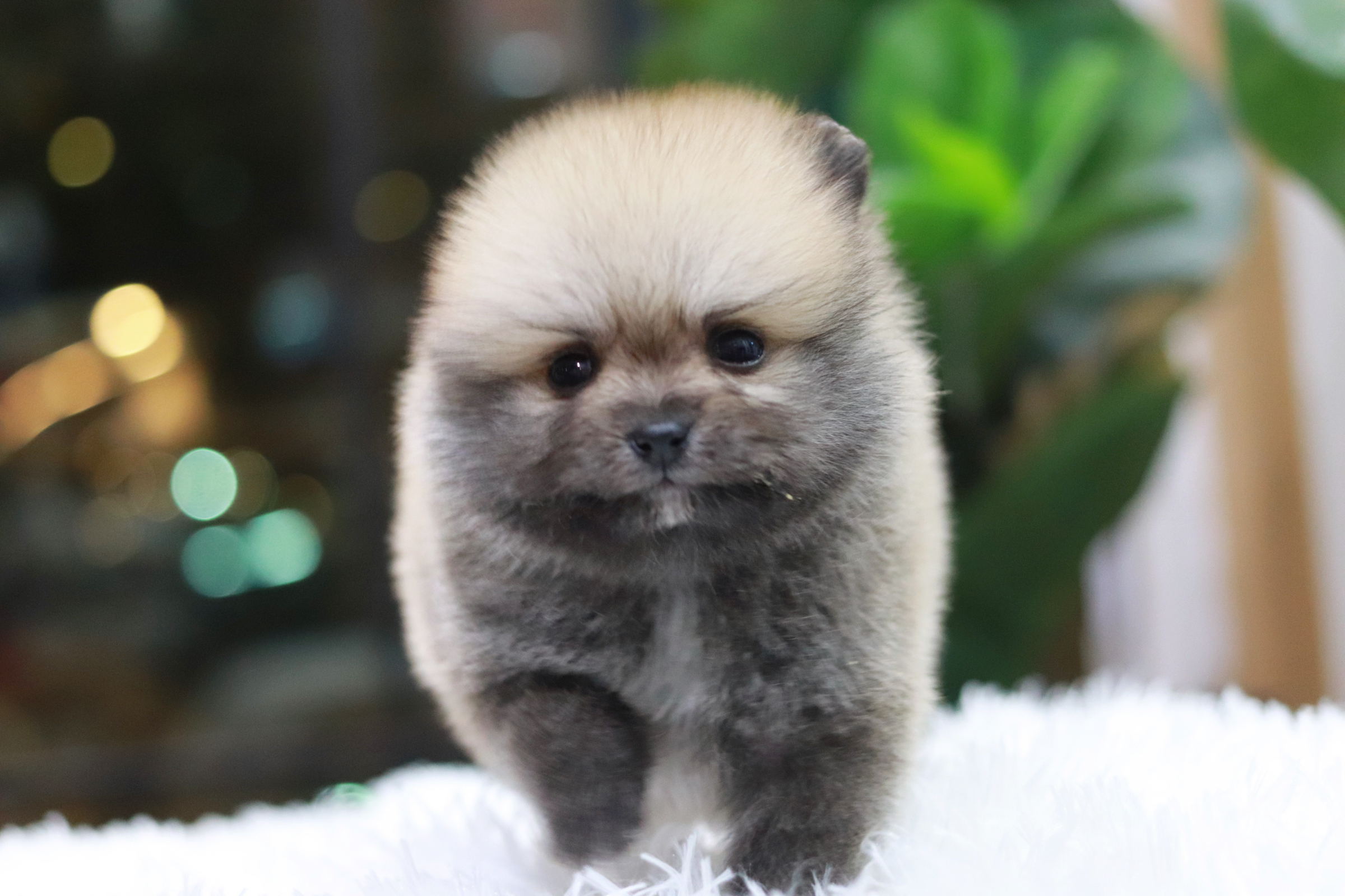 ปอมเมอเรเนียน เพศผู้ ทีคัพ