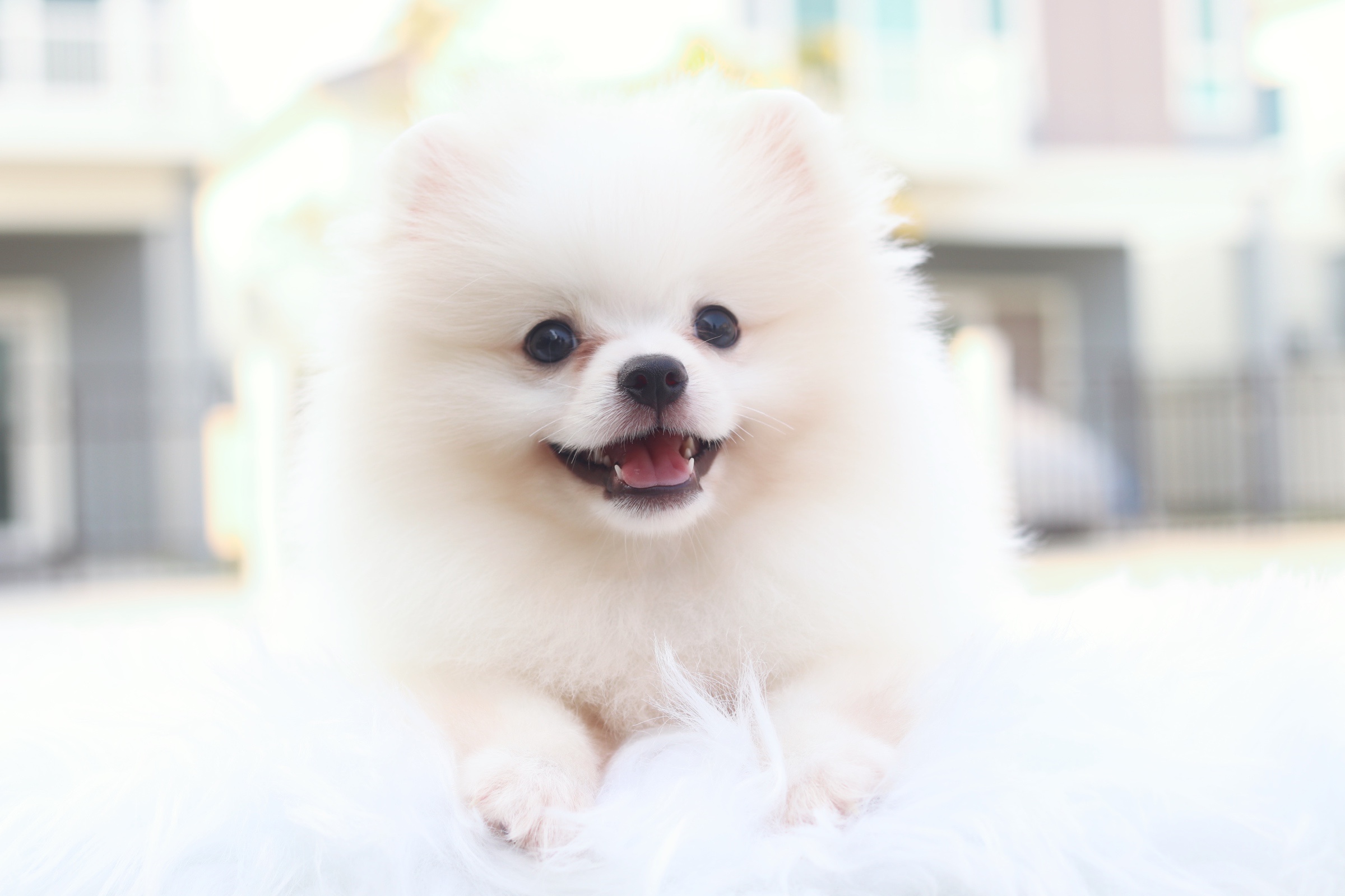 ปอมเมอเรเนียน เพศเมียสีขาวครีม