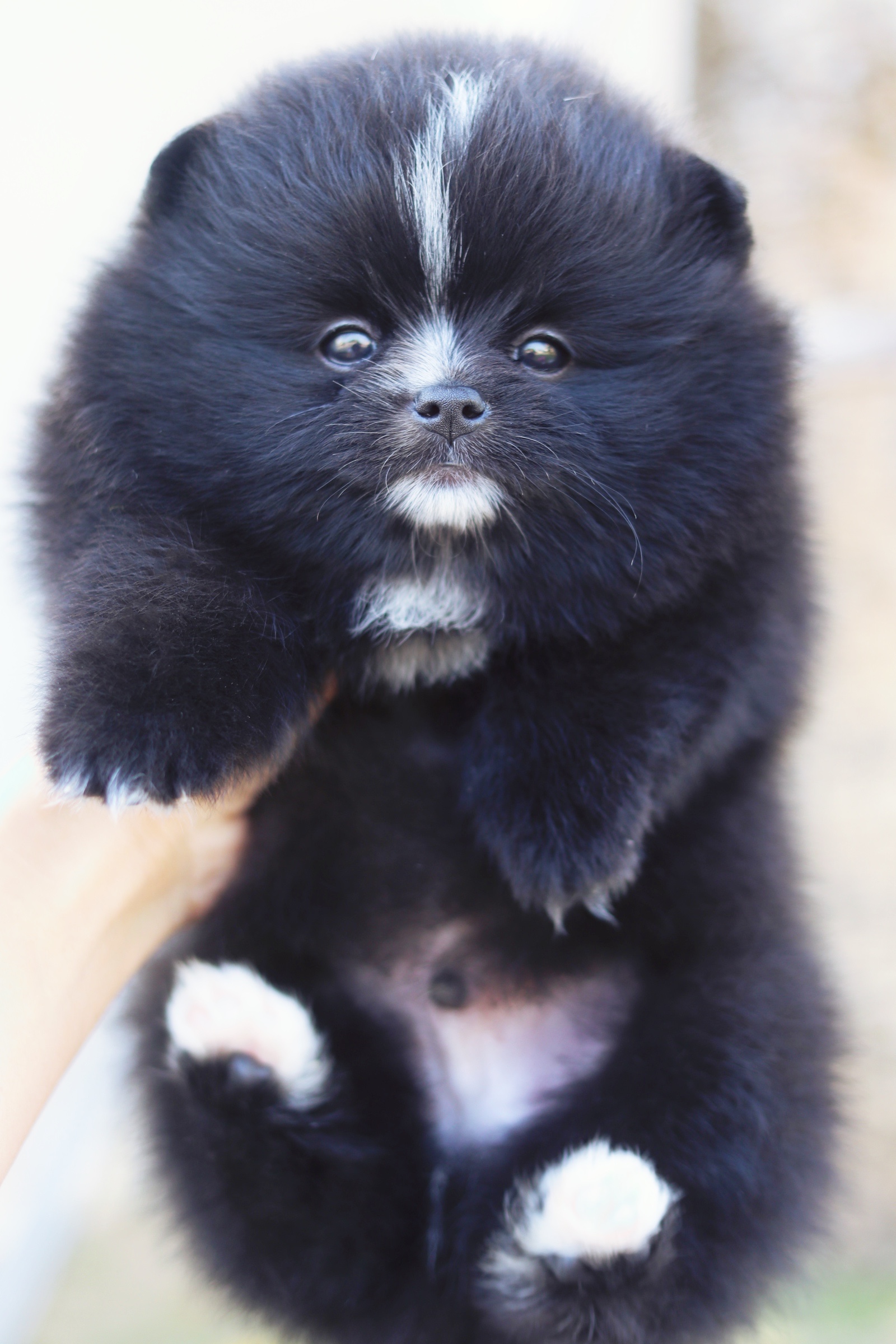 ปอมเมอเรเนียน เพศผู้ สีดำ