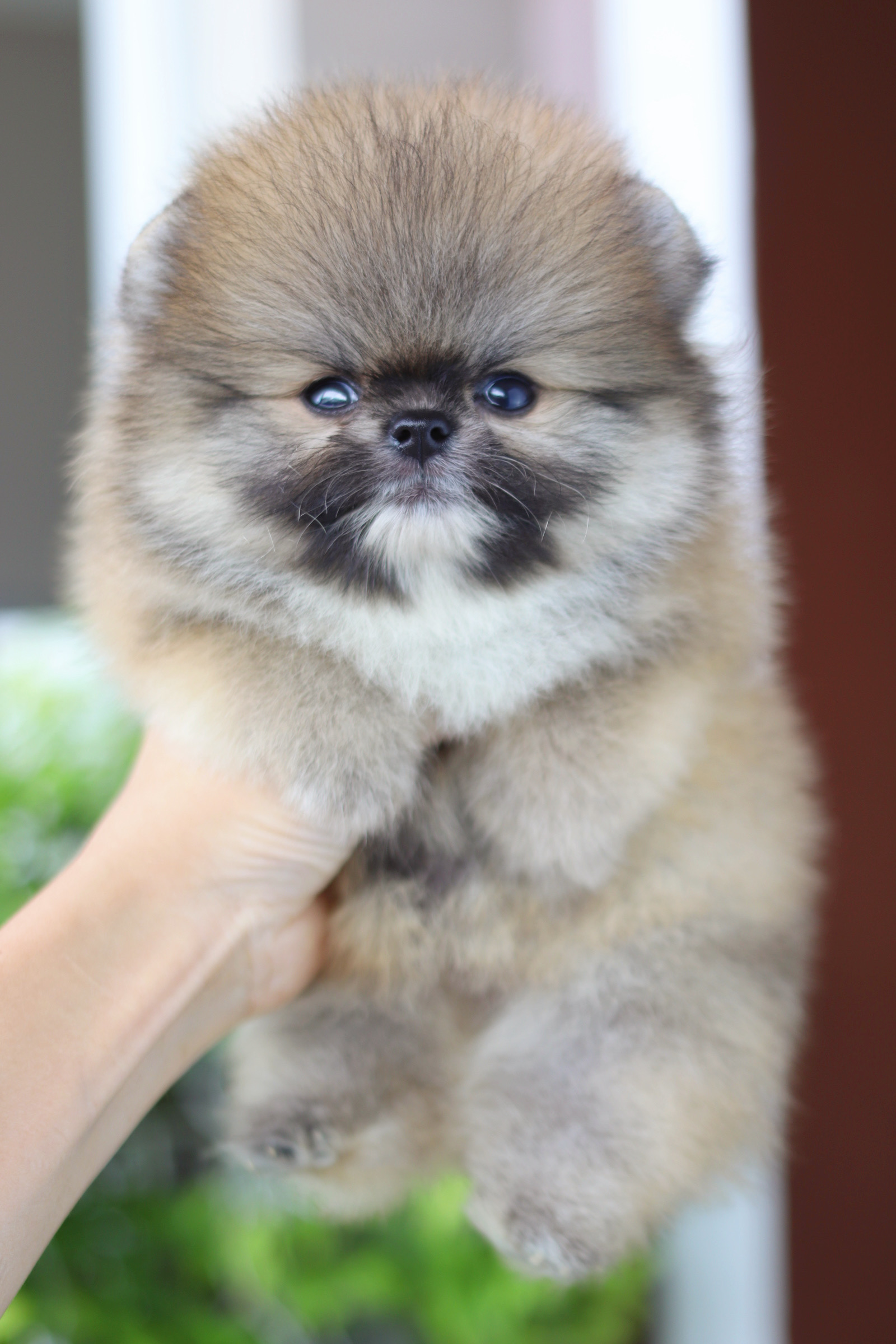 ปอมเมอเรเนียน เพศเมียสีส้ม เกรดโชว์