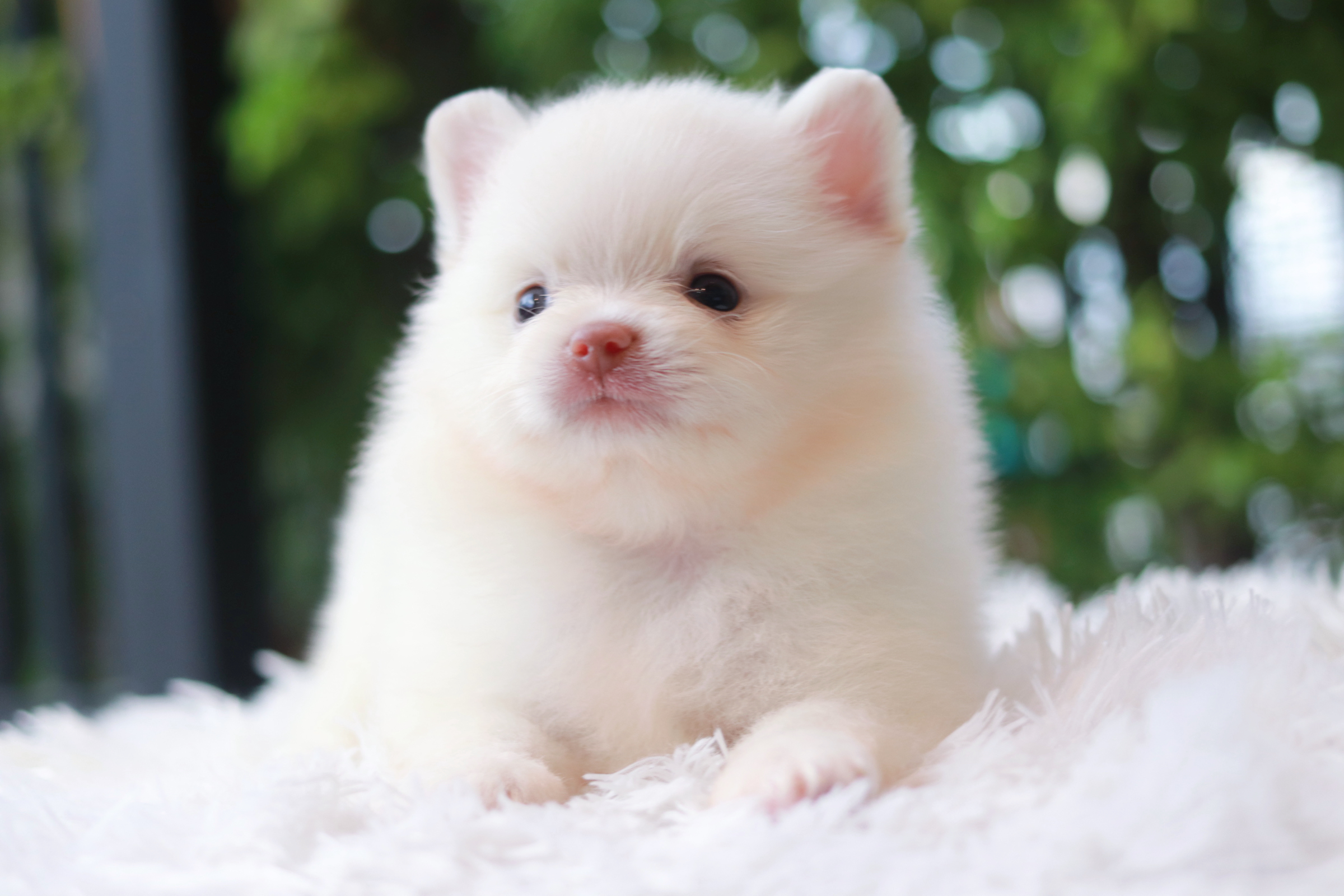 ปอมเมอเรเนียน เพศผู้ หน้าฟ็อก