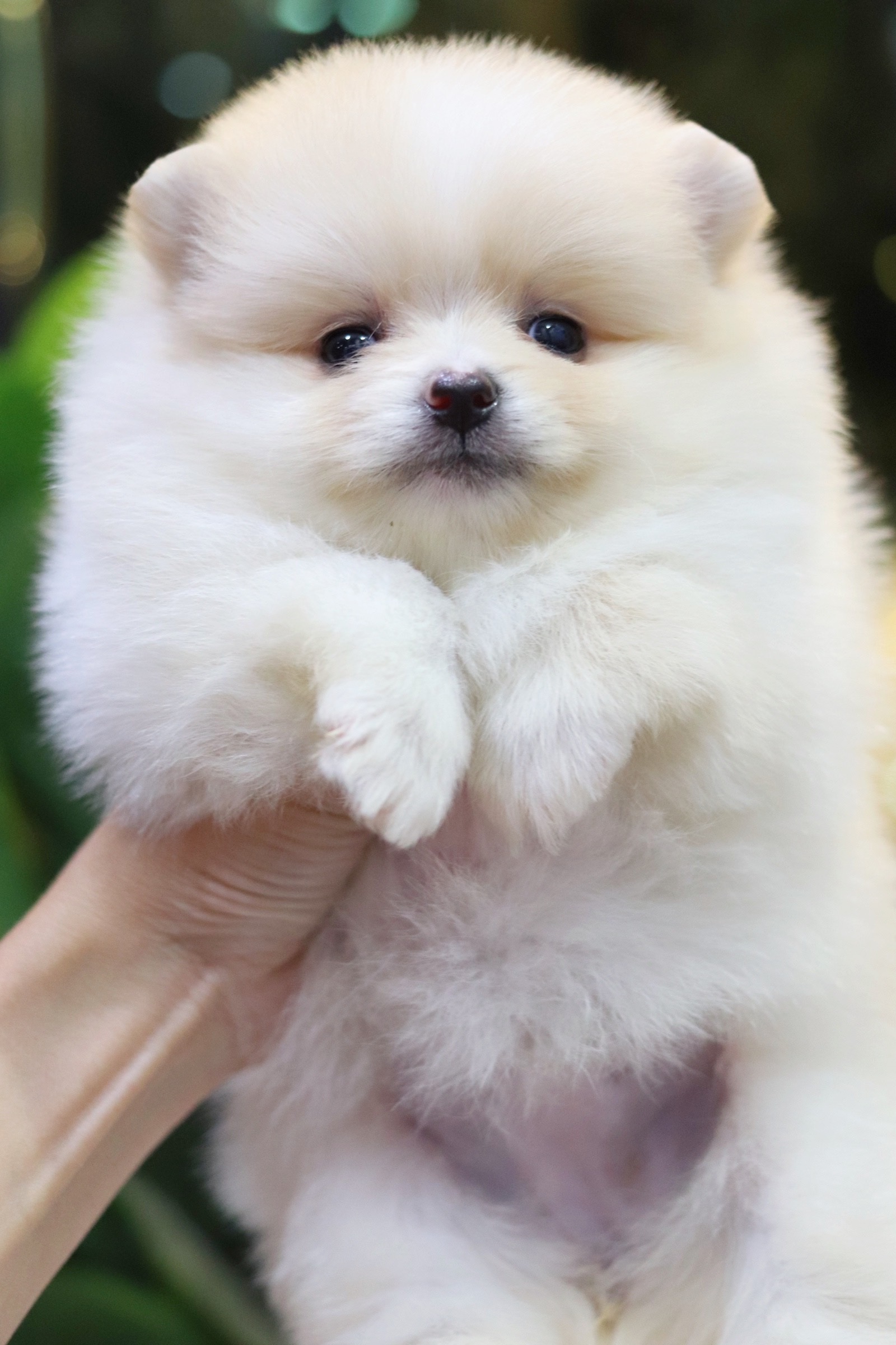 ปอมเมอเรเนียน เพศเมีย ขาวครีม