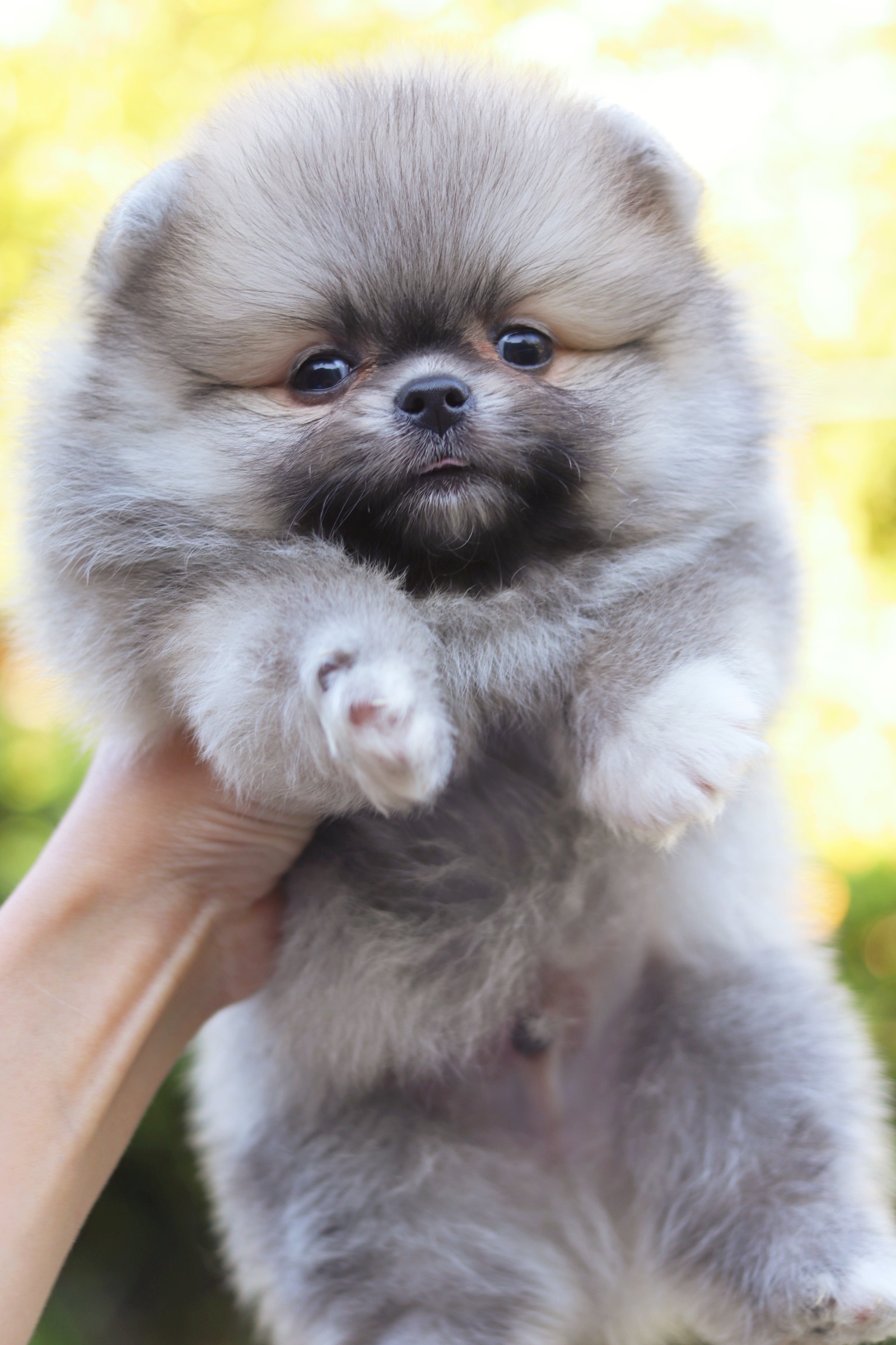 ปอมเมอเรเนียน เพศผู้ สีส้ม