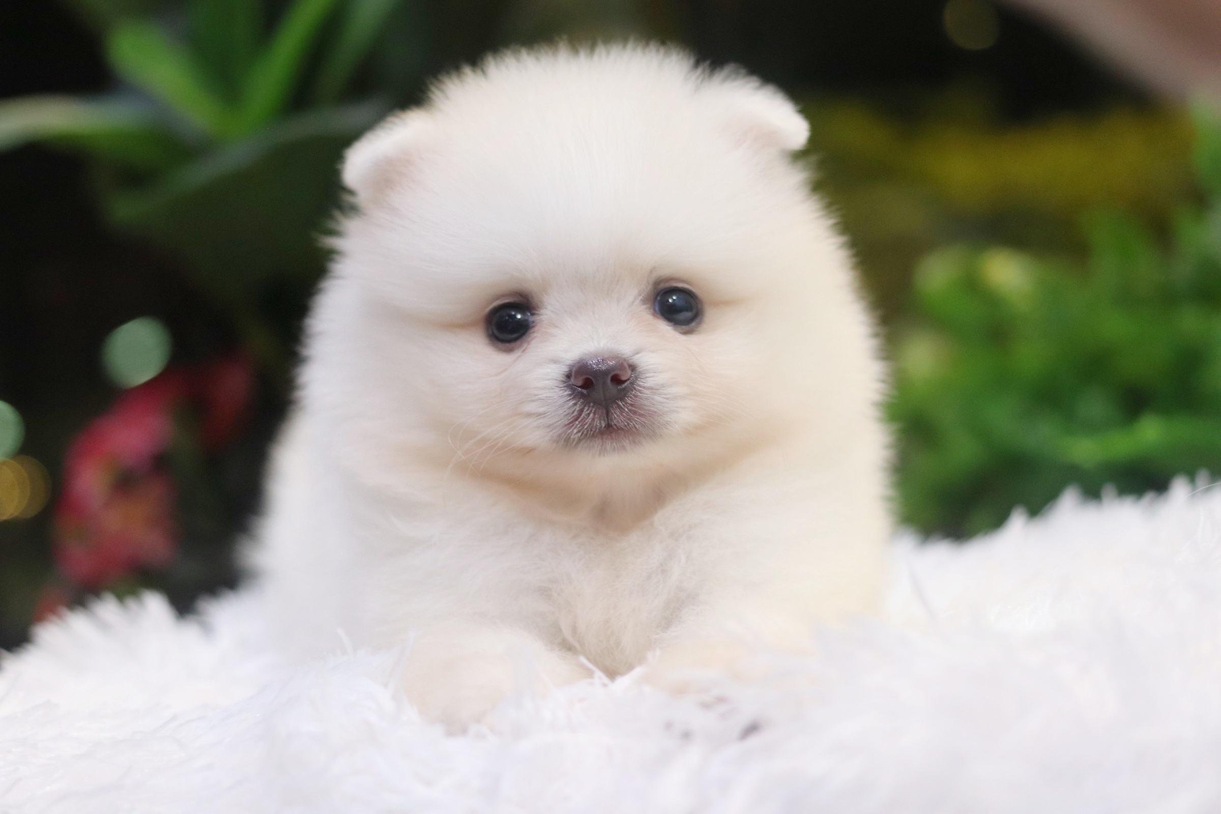 ปอมเมอเรเนียน เพศผู้ ขาวครีม