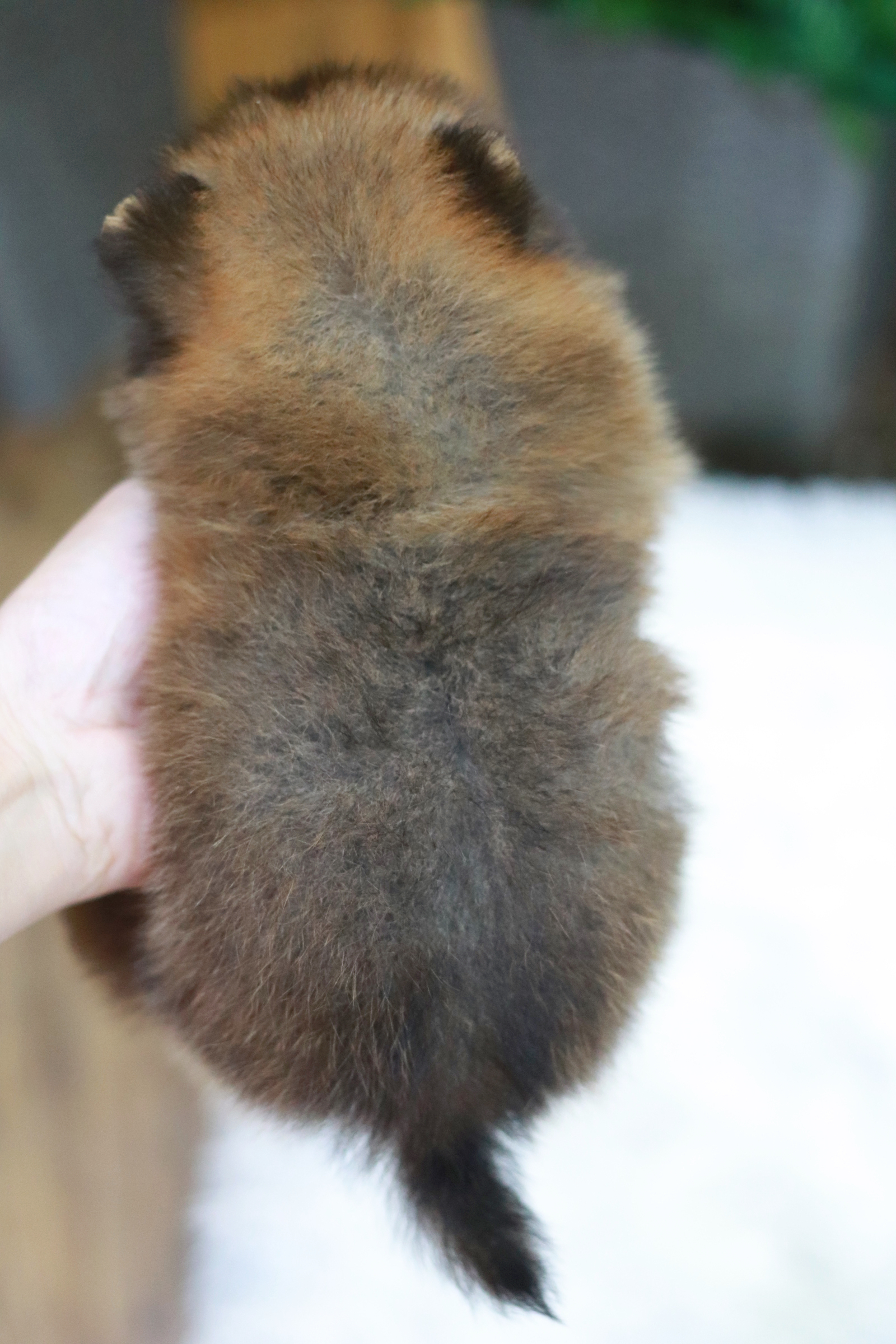 ปอมเมอเรเนียน เพศเมีย