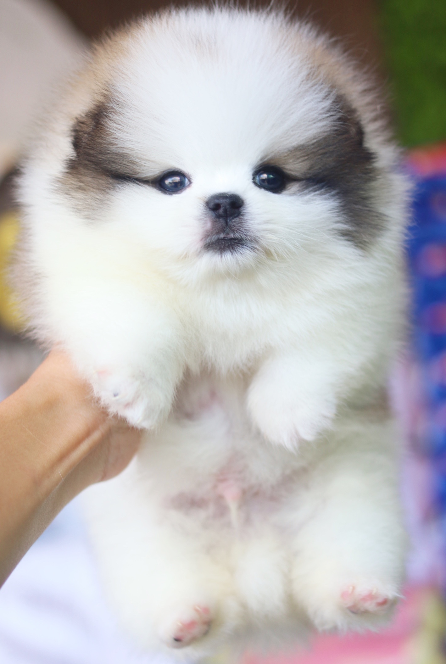 ปอมเมอเรเนียน เพศผู้ สีแฟนซี