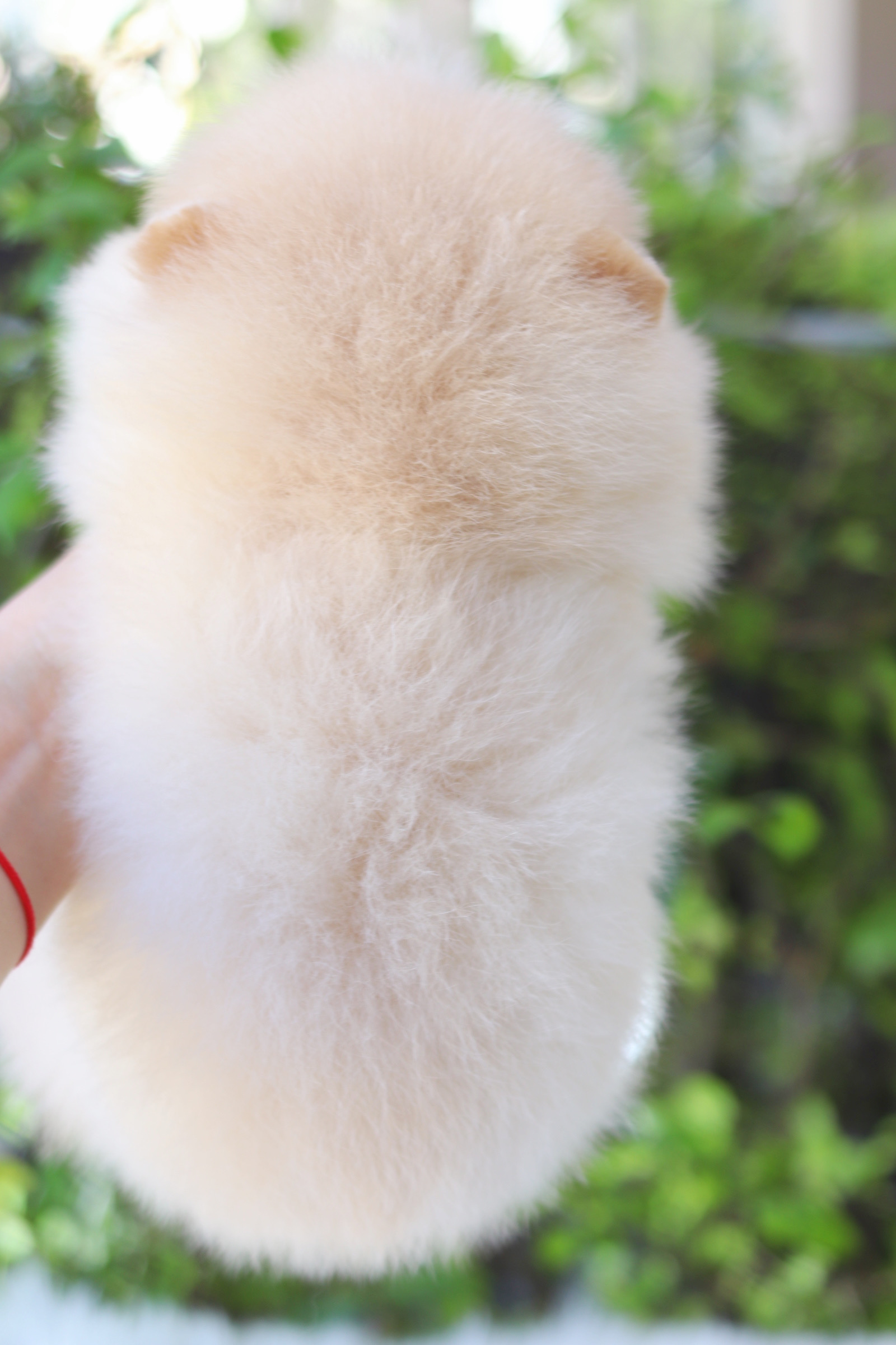 ปอมเมอเรเนียน เพศเมียสีครีม