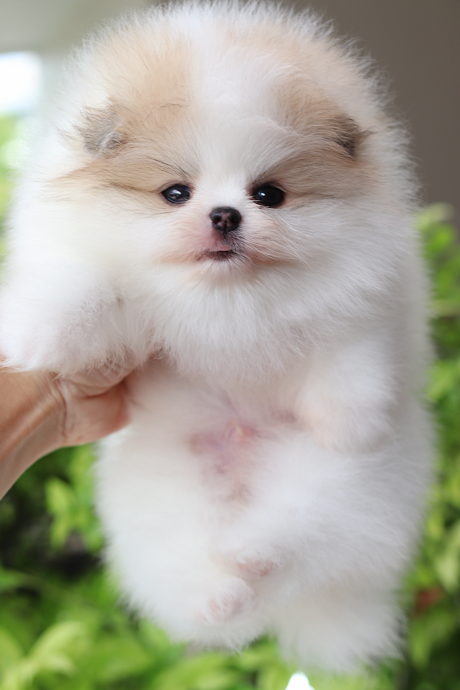 ปอมเมอเรเนียน เพศผู้ สีแฟนซีลูกครึ่งเกาหลี