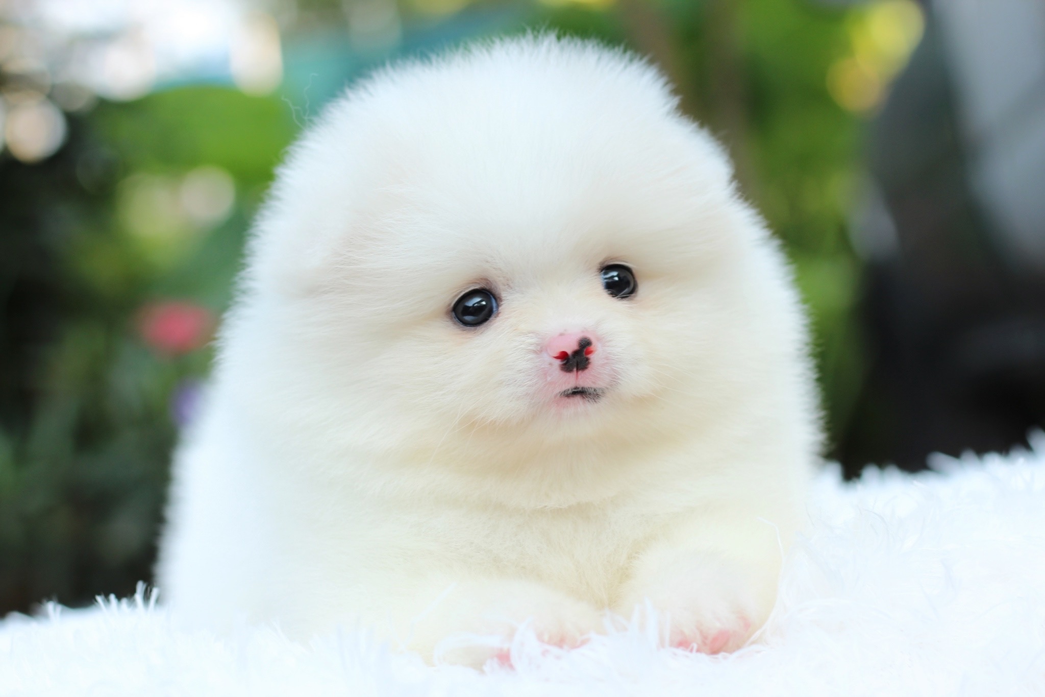 ปอมเมอเรเนียน เพศผู้ สีขาว