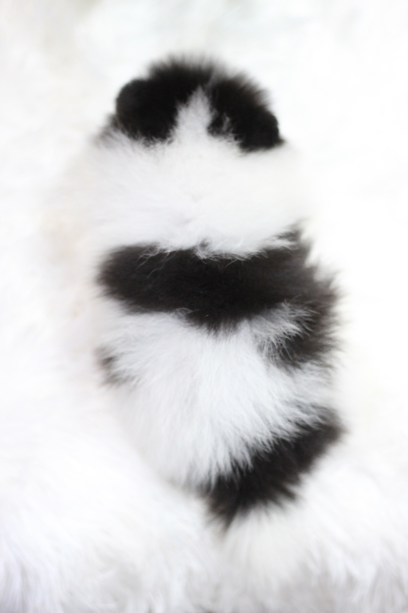 ปอมเมอเรเนียน เพศผู้ แฟนซีขาวดำมีคิ้ว