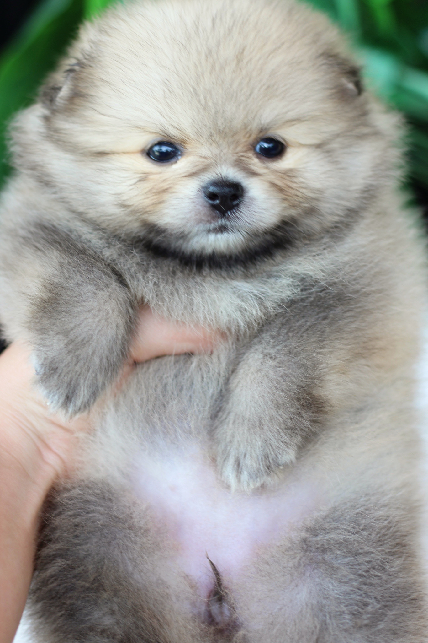 ปอมเมอเรเนียน เพศเมียสีส้ม