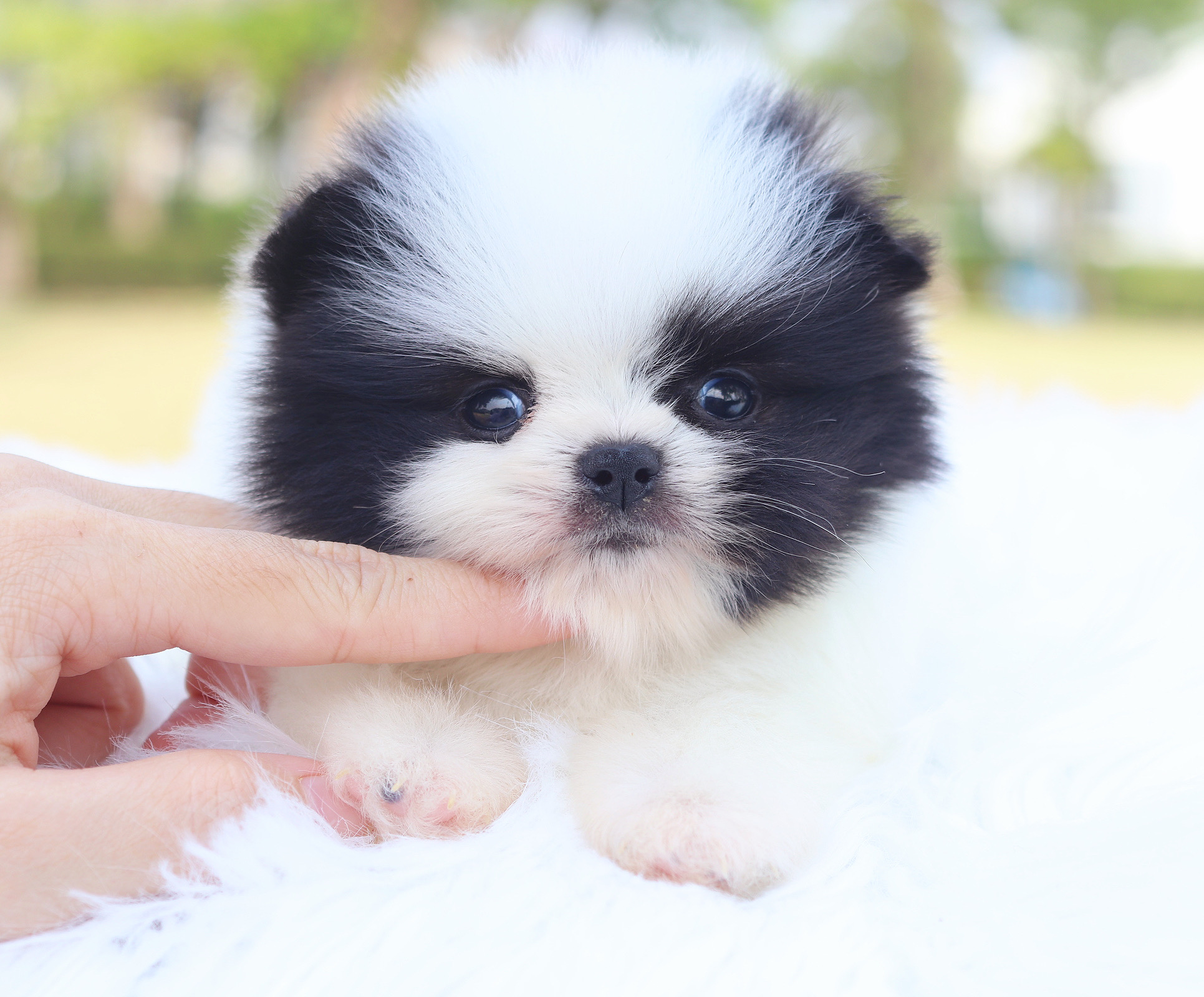 ปอมเมอเรเนียน เพศเมียสีแฟนซี