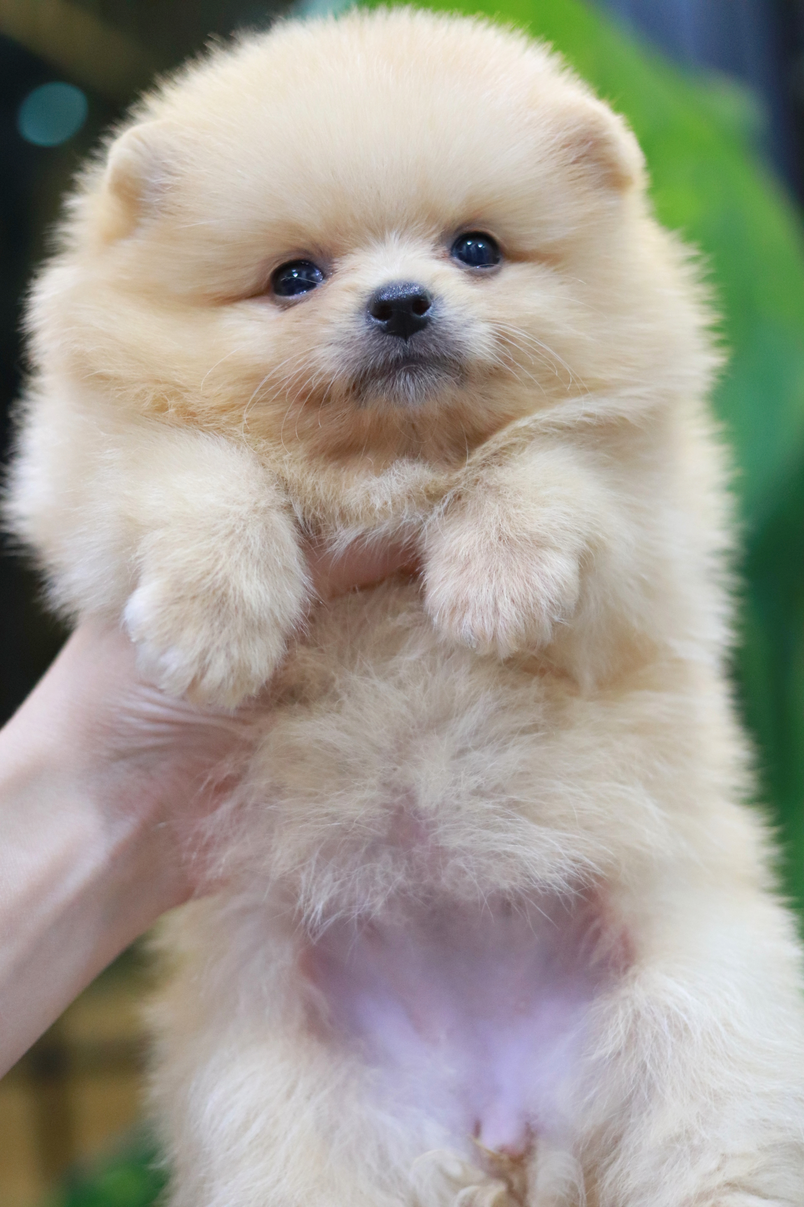 ปอมเมอเรเนียน เพศเมีย