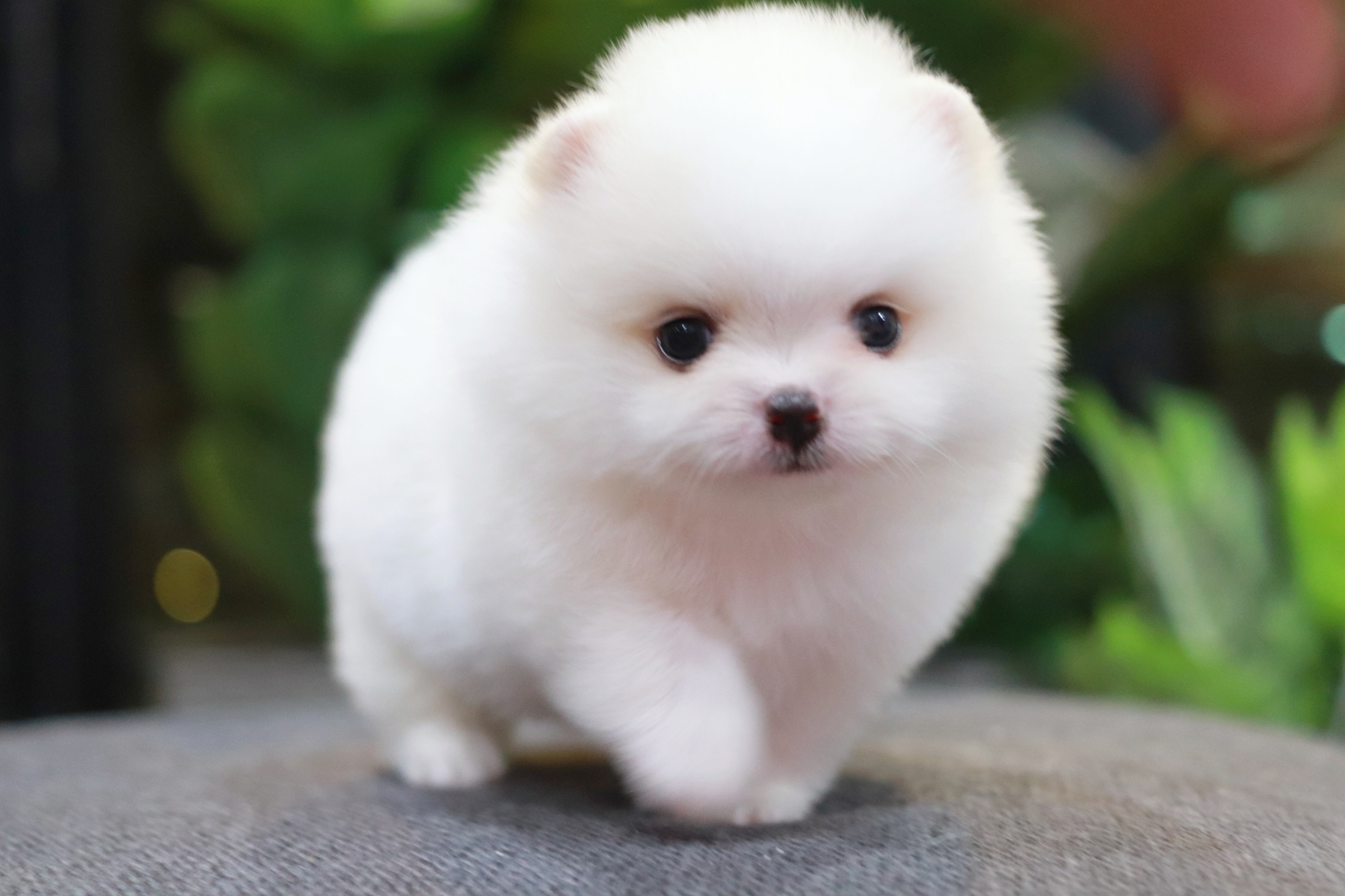 ปอมเมอเรเนียน เพศผู้