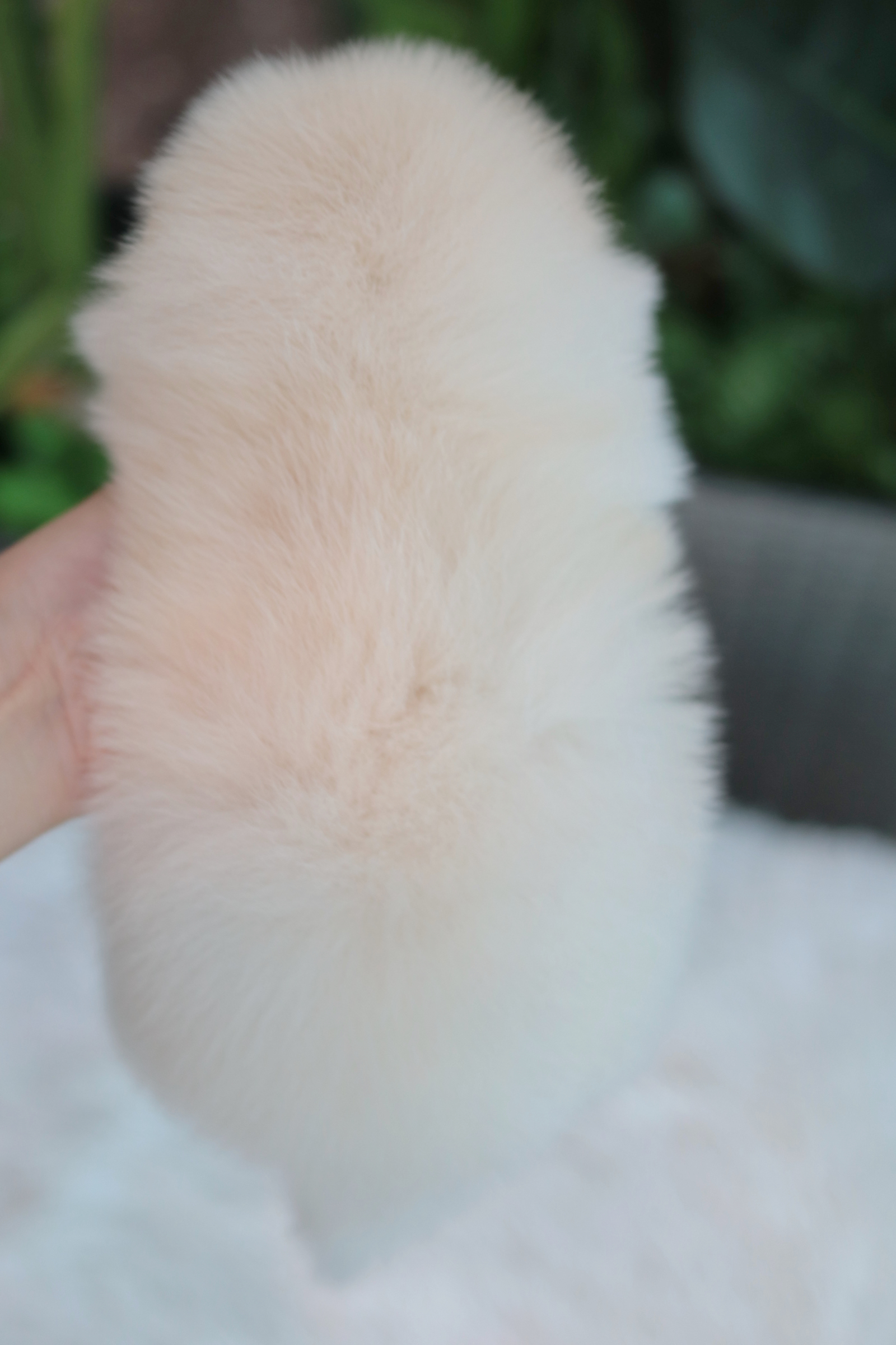 ปอมเมอเรเนียน เพศเมีย เกรดโชว์