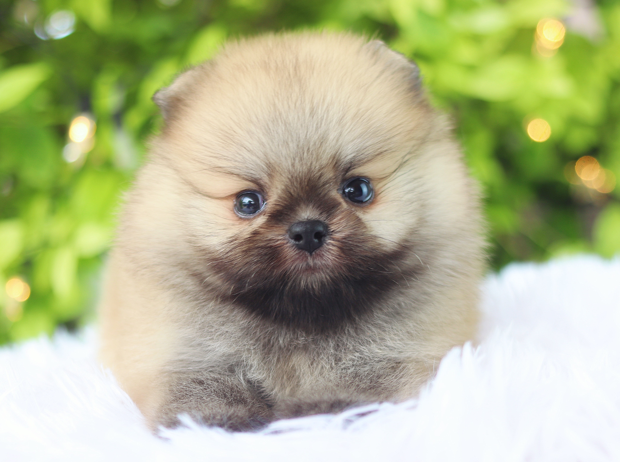 ปอมเมอเรเนียน เพศผู้ สีส้ม เกรดโชว์