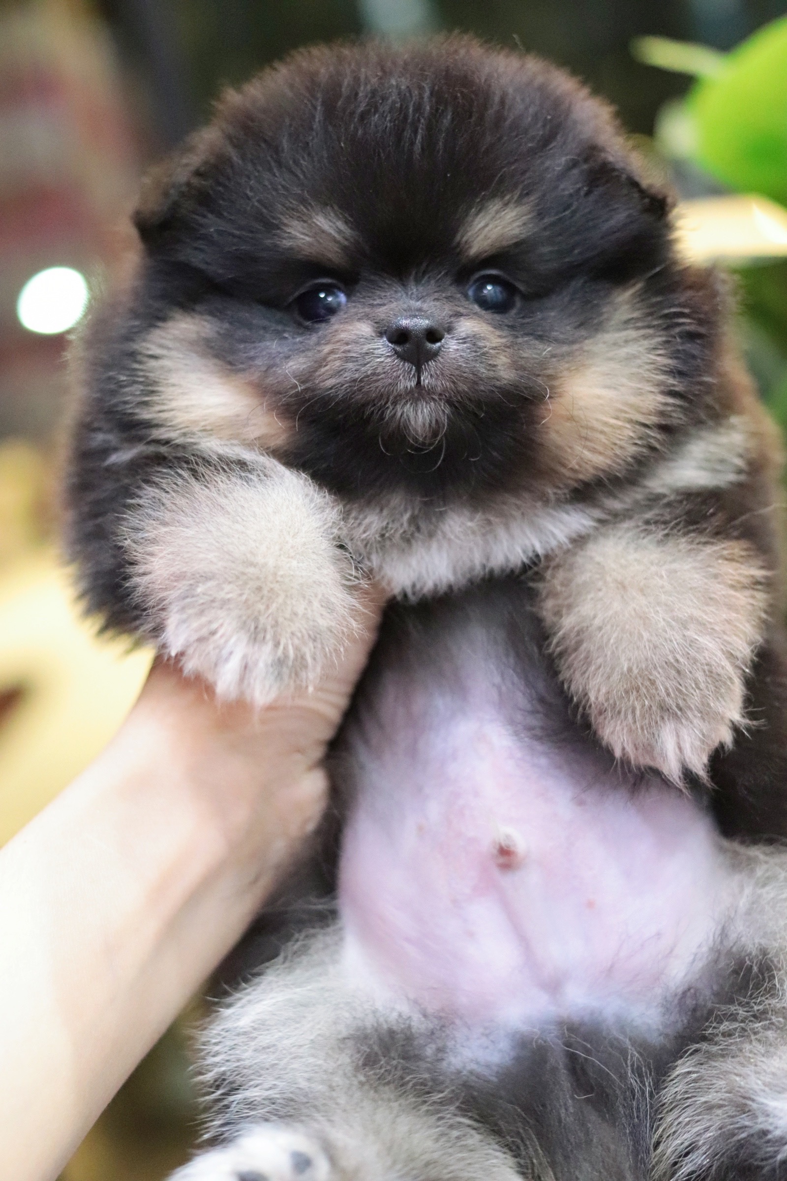 ปอมเมอเรเนียน เพศผู้แบล็คแทน