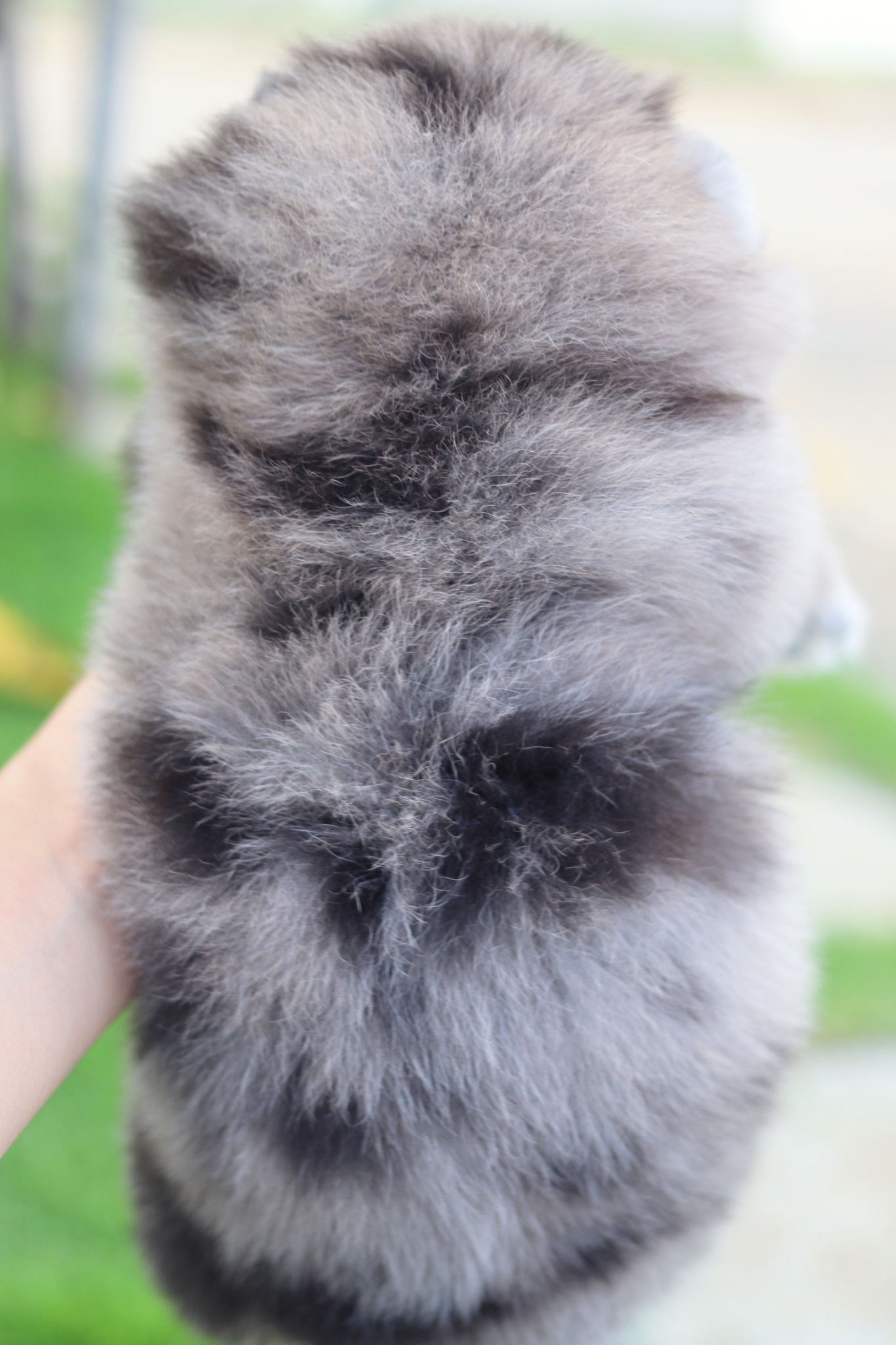 ปอมเมอเรเนียน เพศเมียสีเมอร์เร่