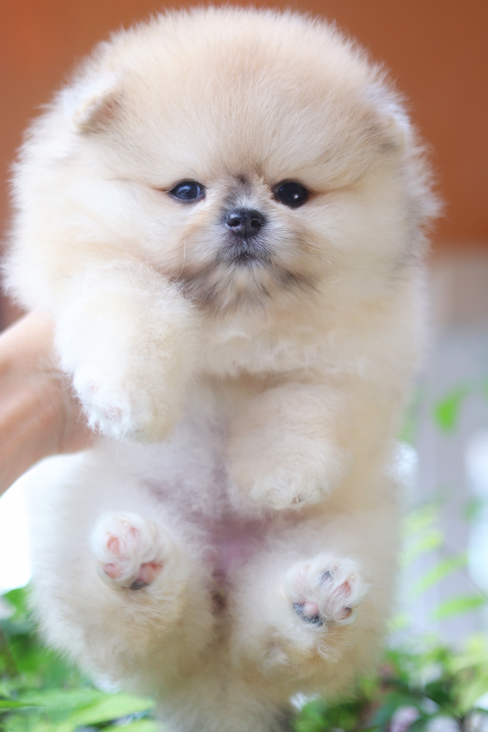 ปอมเมอเรเนียน เพศเมียสีส้ม เกรดโชว์