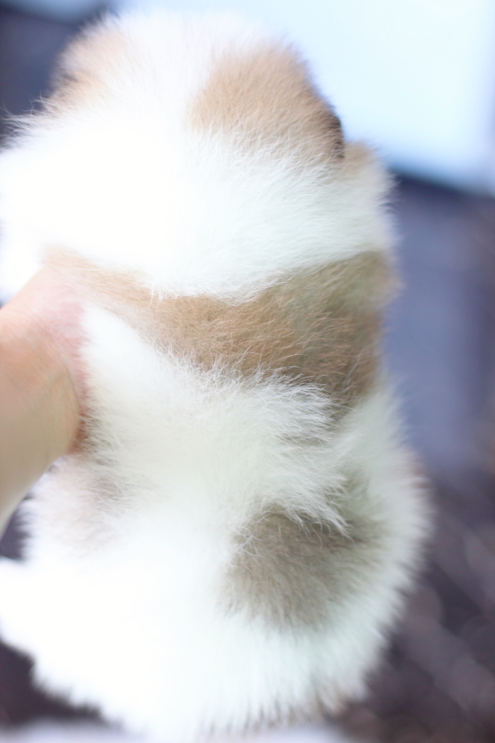 ปอมเมอเรเนียน เพศผู้ สีแฟนซี